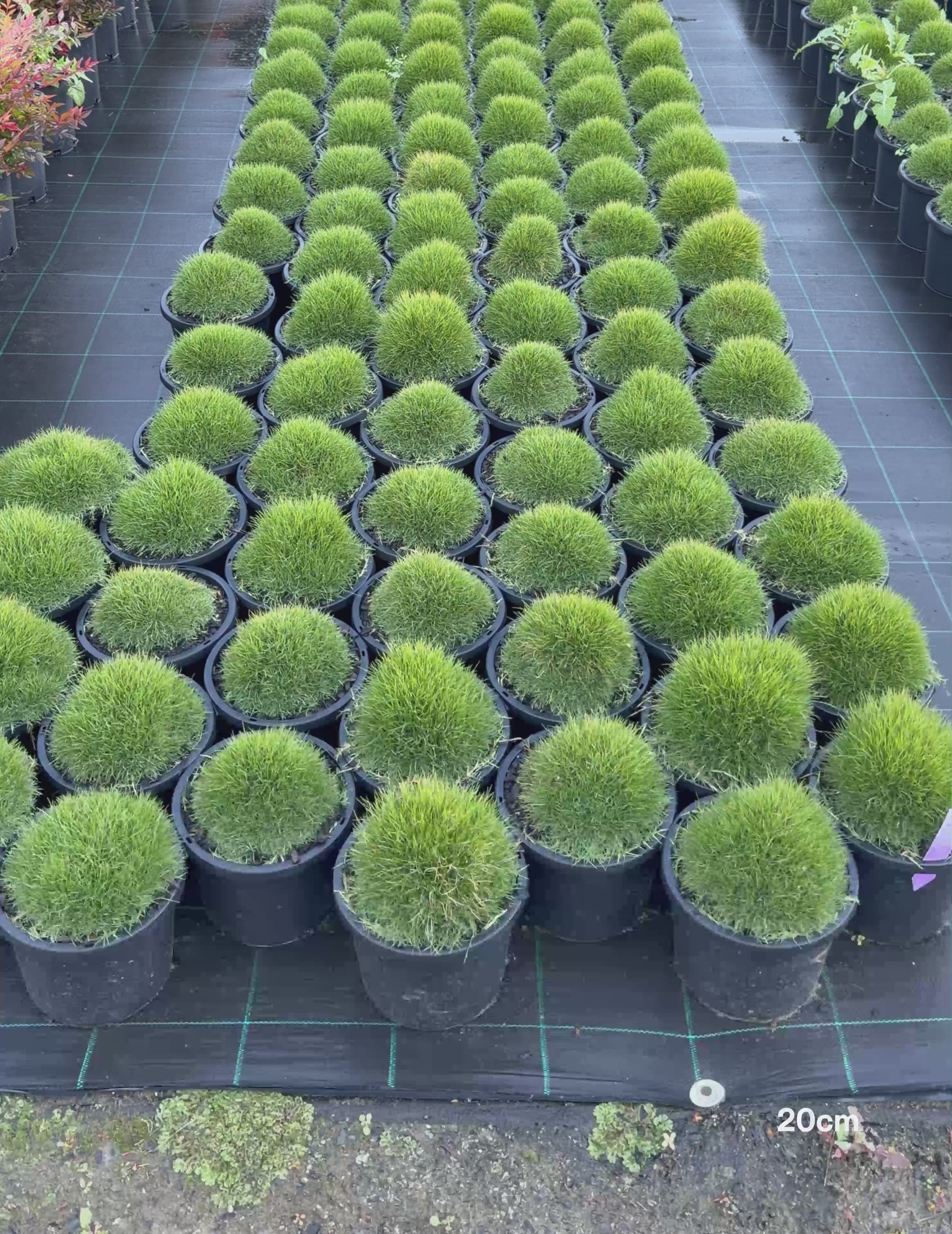 Load video: Zoysia tenuifolia ‘No Mow’ – No Mow Zoysia Grass