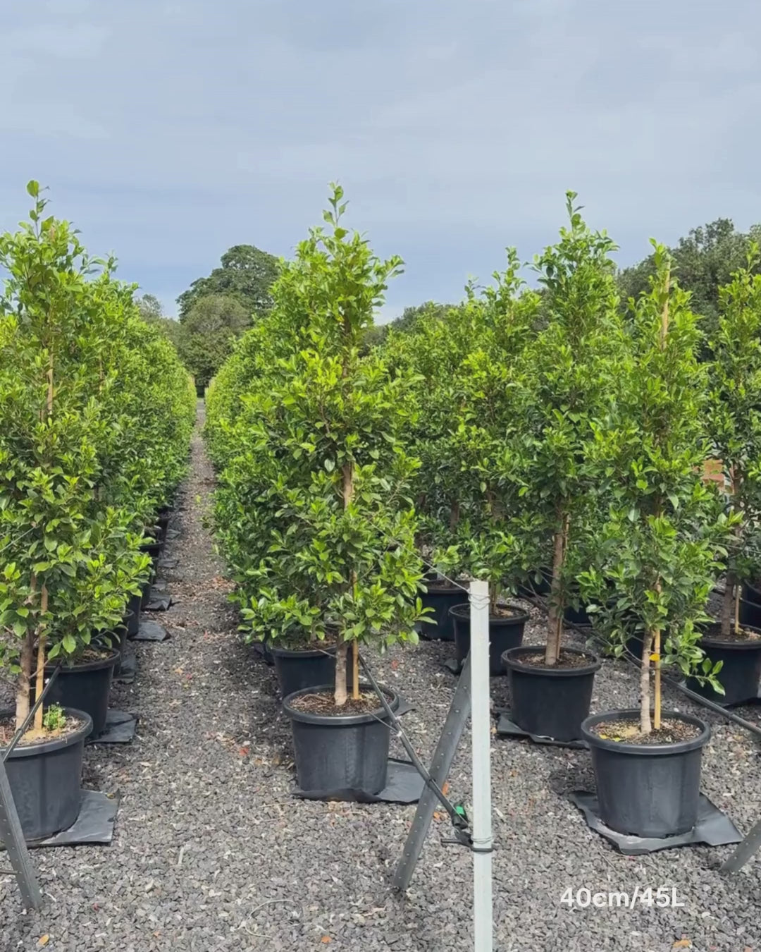 Load video: Ficus Hillii Flash