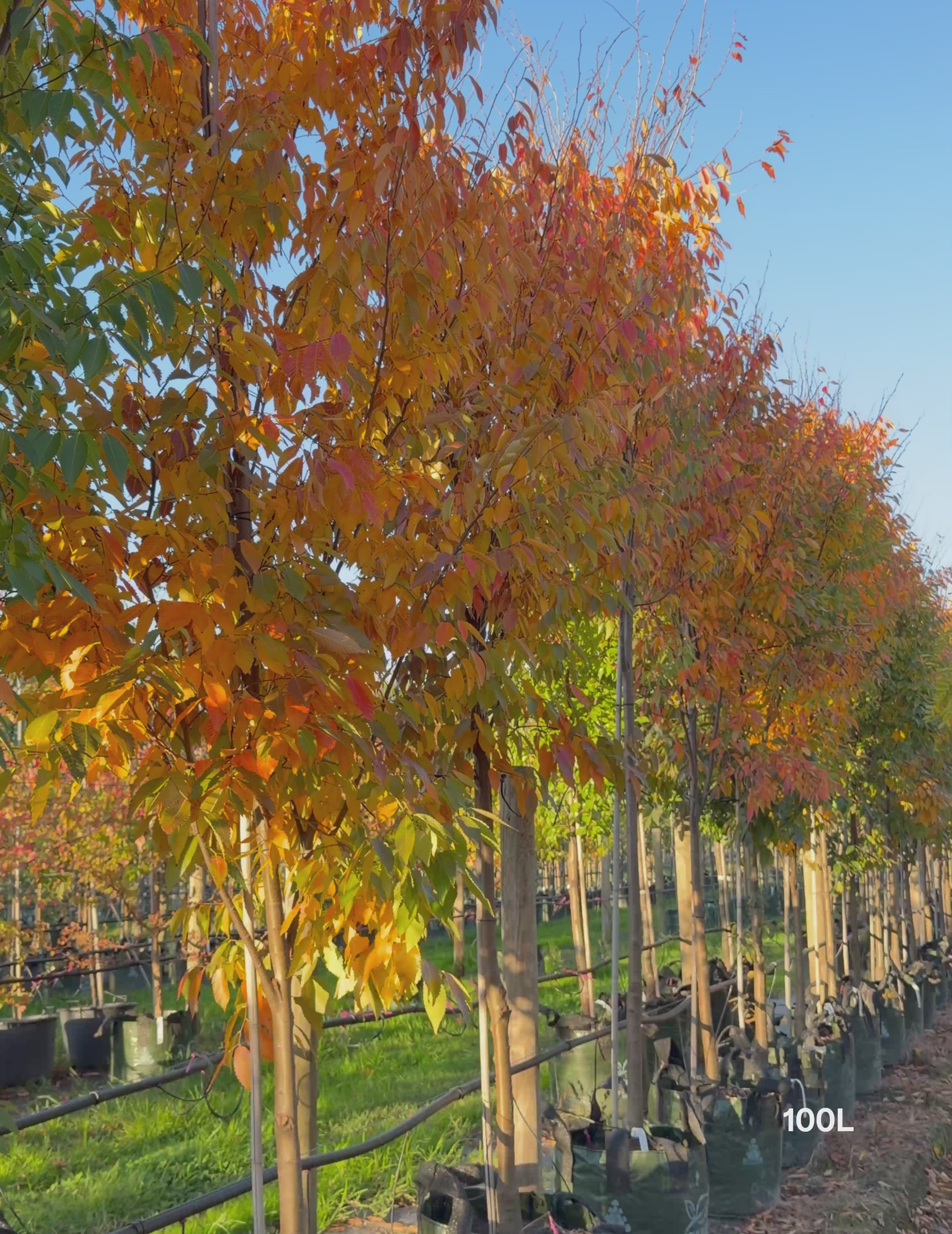 Load video: Zelkova serrata (Japanese Elm Tree)