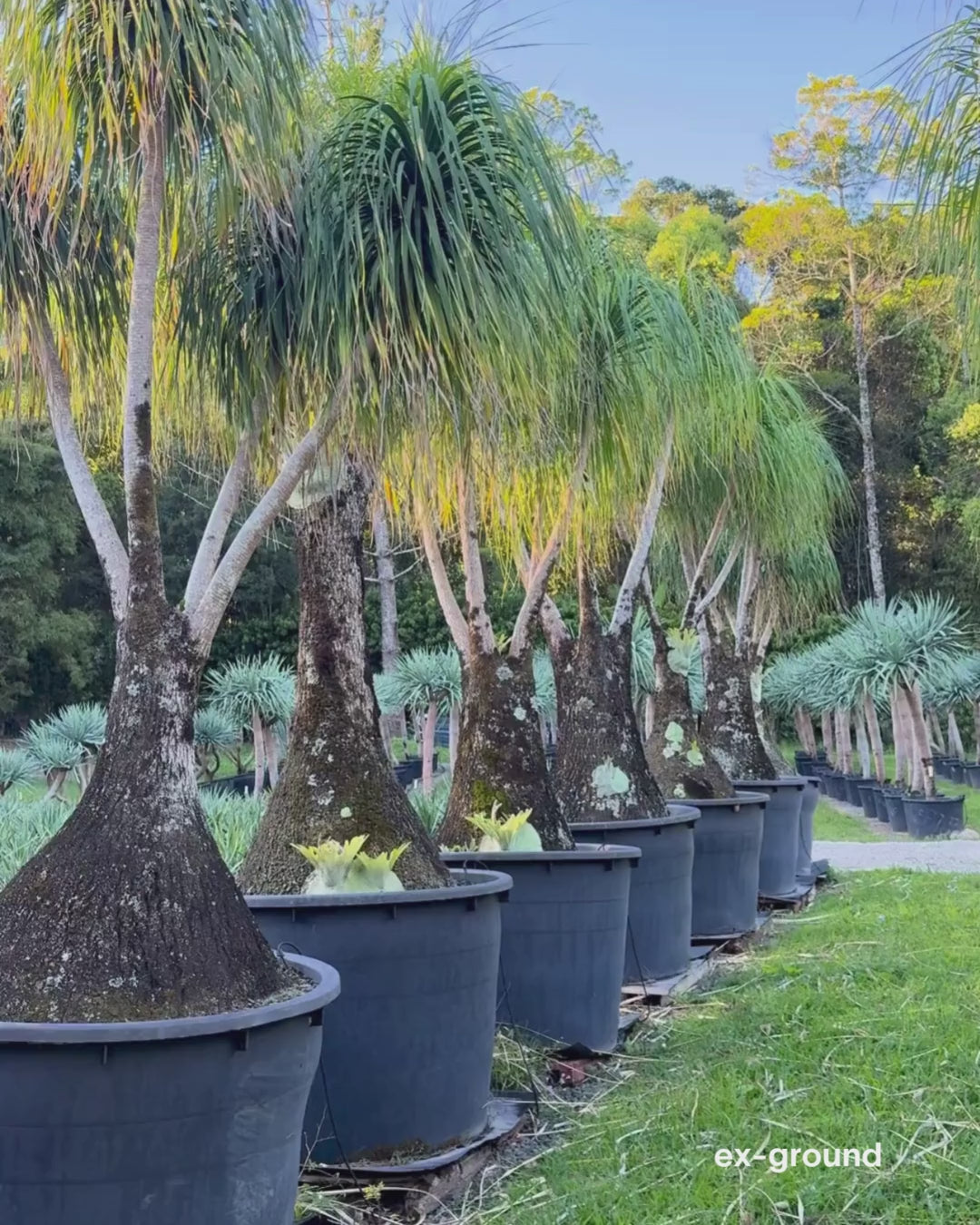 Load video: Beaucarnea recurvata - Ponytail palm
