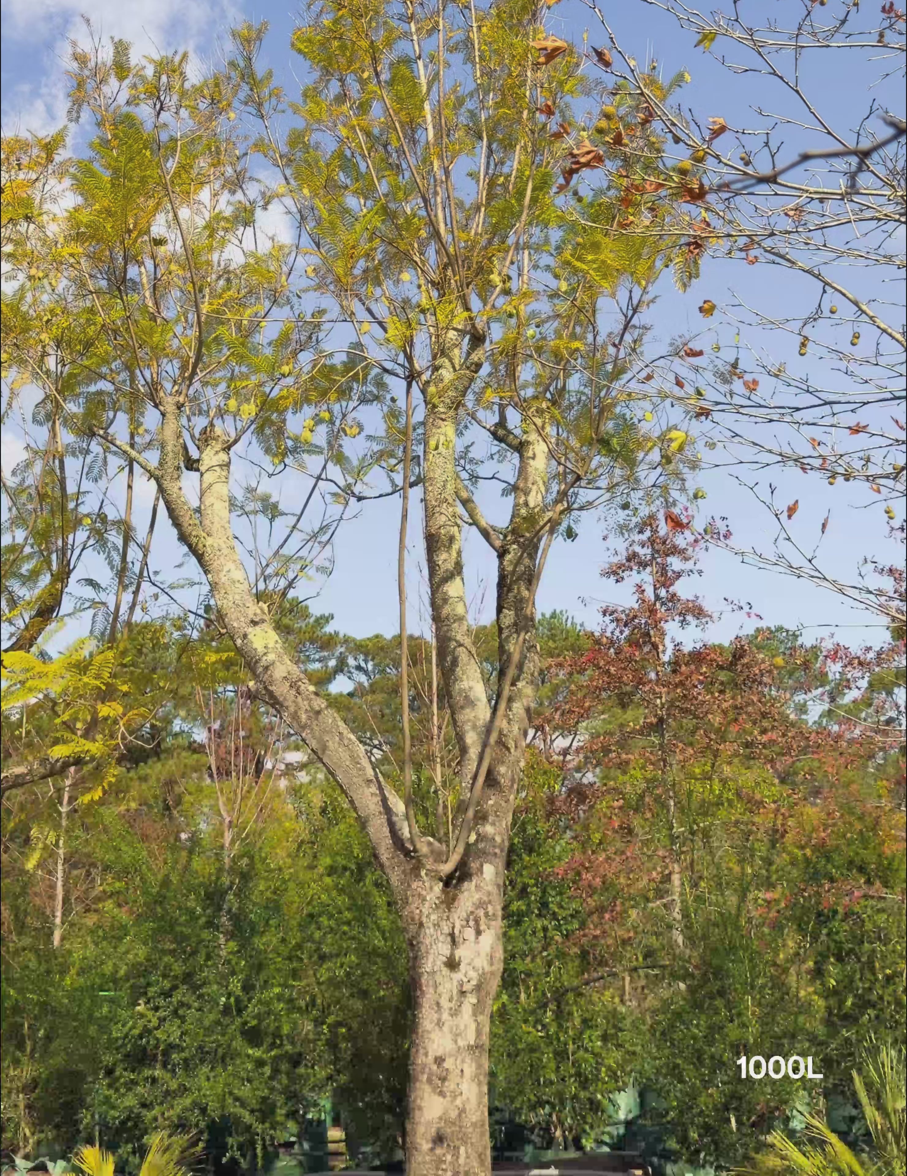 Load video: Jacaranda mimosifolia