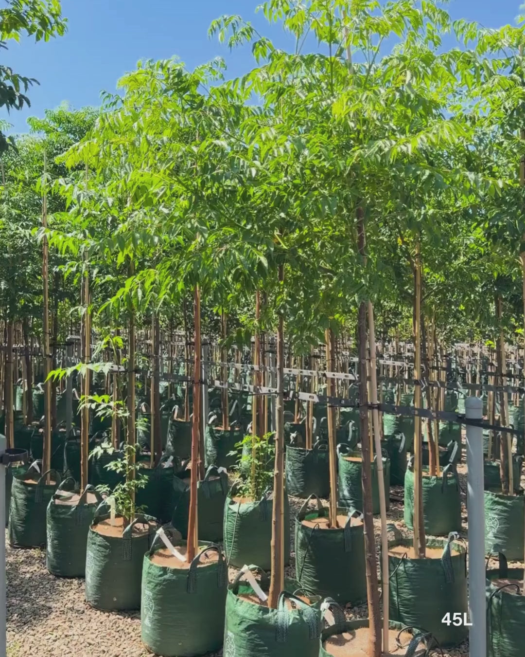 Load video: Melia azedarach 'Elite'