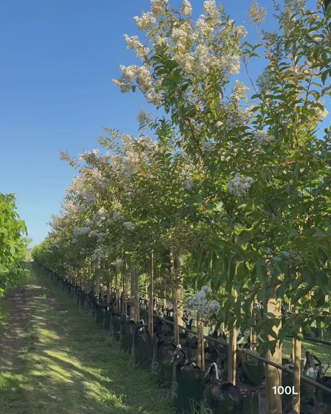 Load video: Lagerstroemia indica 'Natchez' (White) - Crepe Myrtle