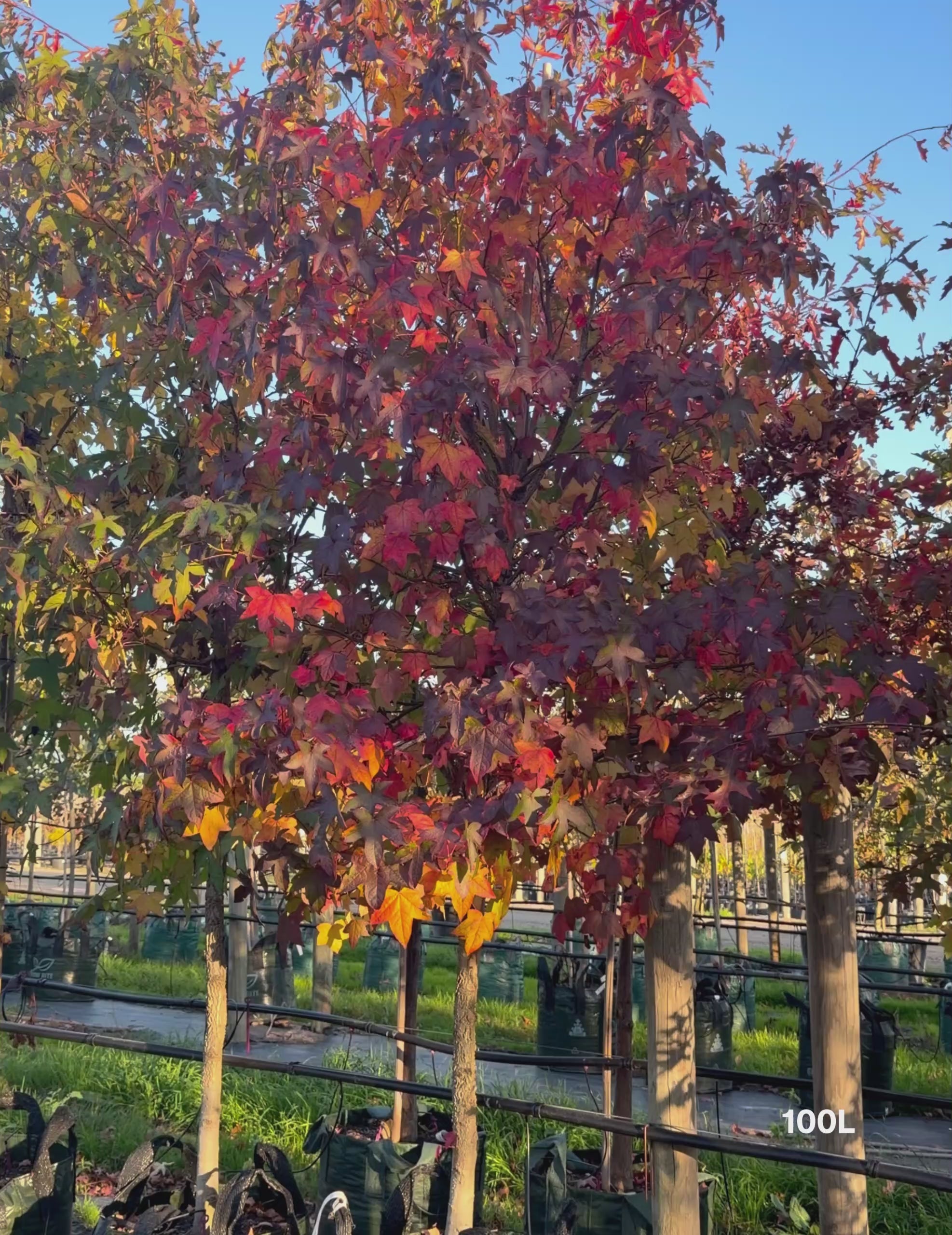 Load video: Liquidambar styraciflua Sweetgum
