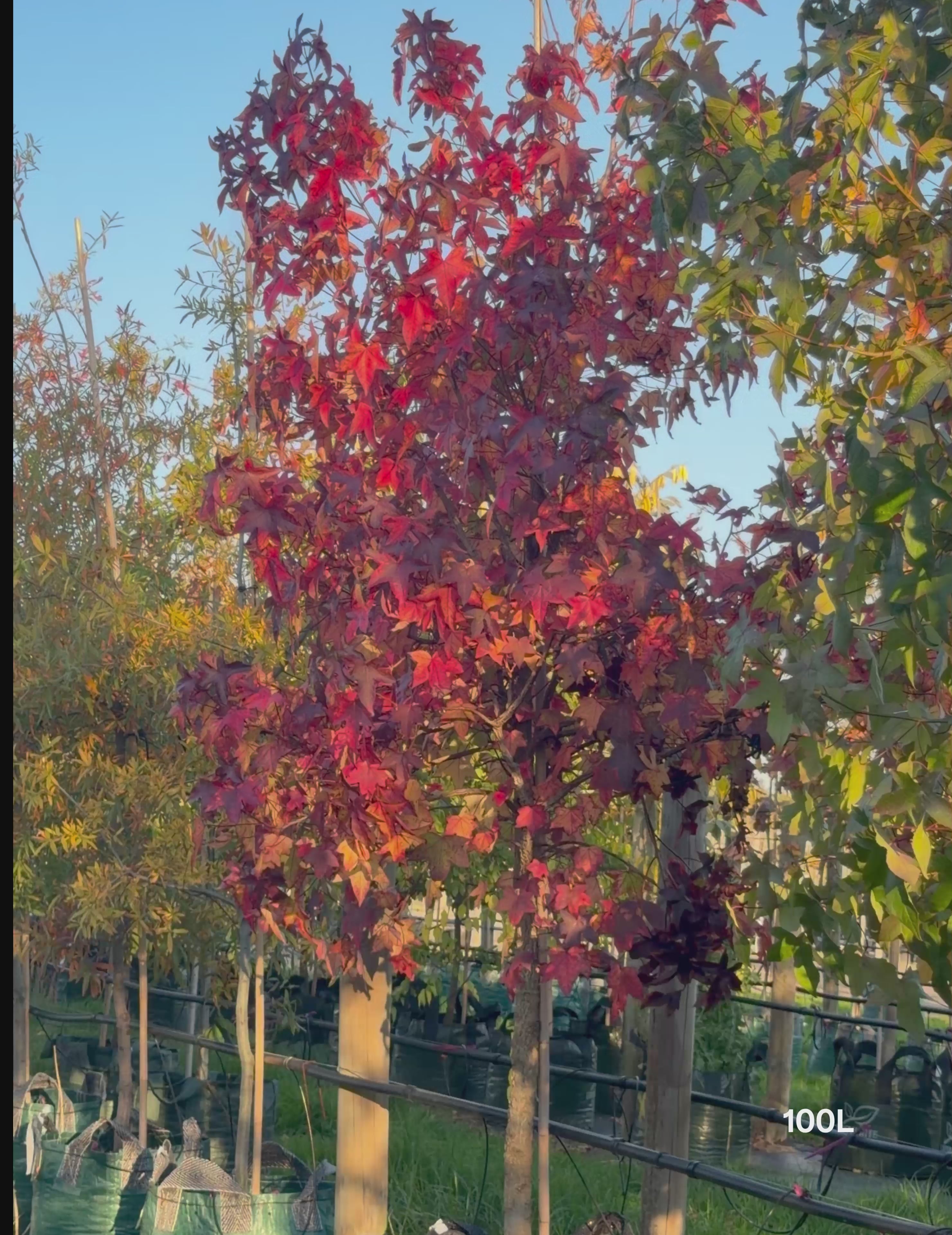 Load video: Liquidambar styraciflua Sweetgum