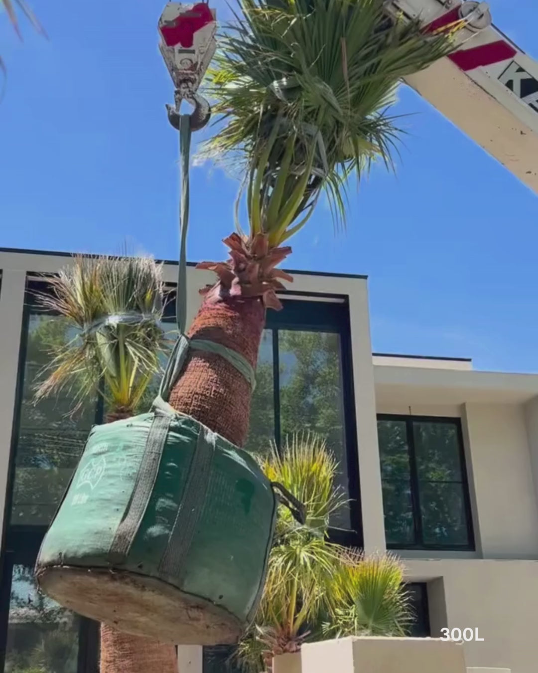 Load video: Washingtonia robusta – Mexican Fan Palm