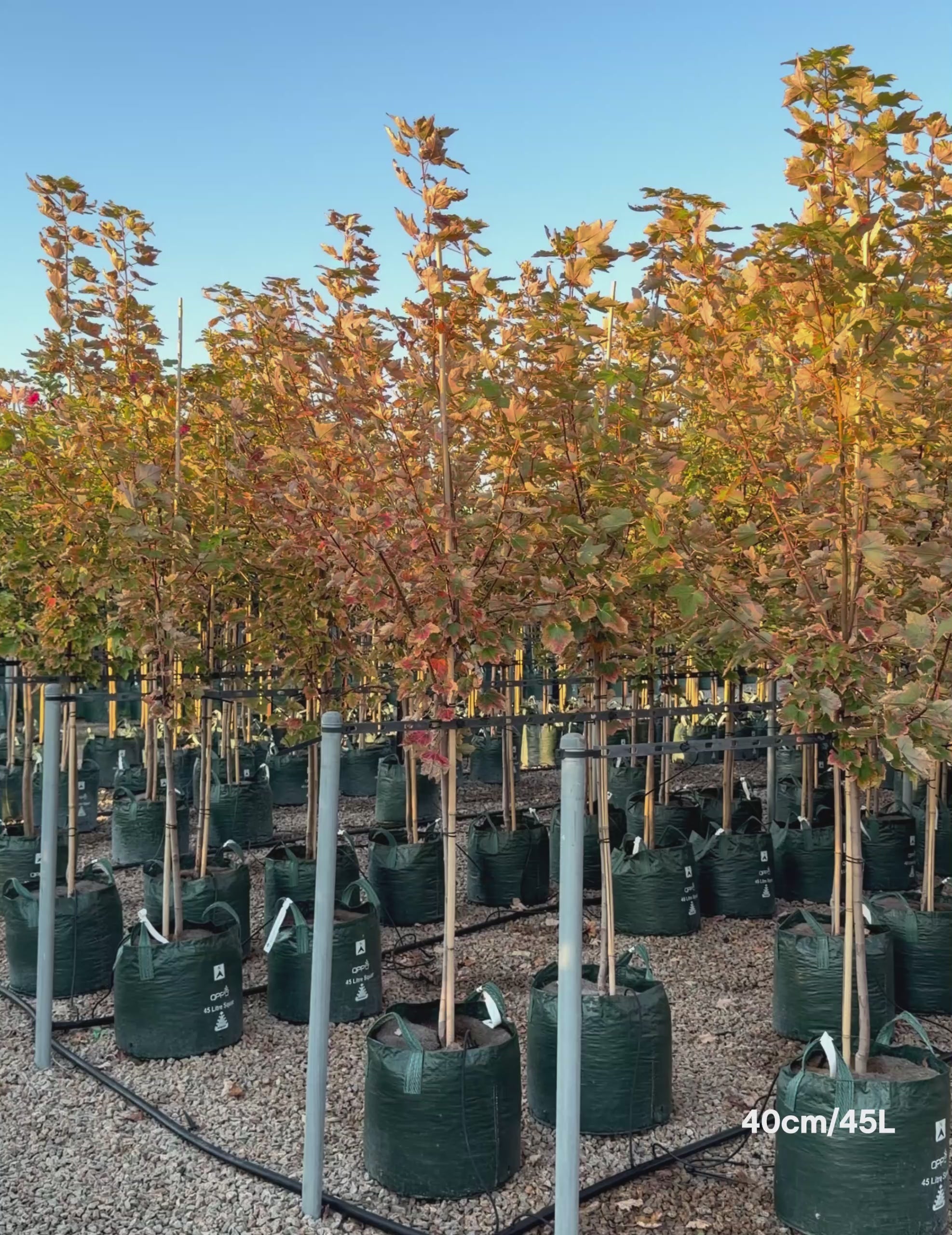 Load video: Acer  x freemanii 'Jeffersred' Autumn Blaze
