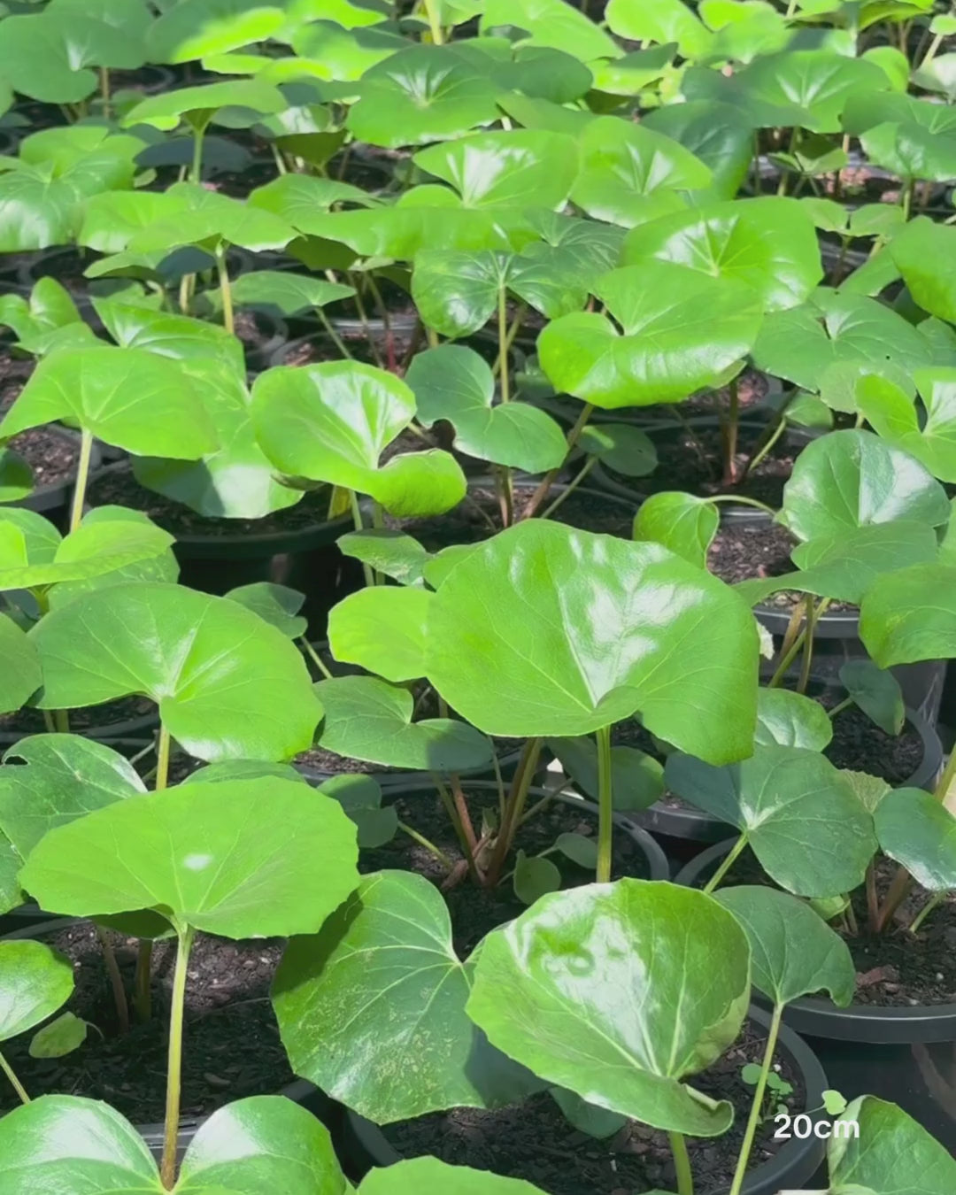 Load video: Ligularia Reniformis