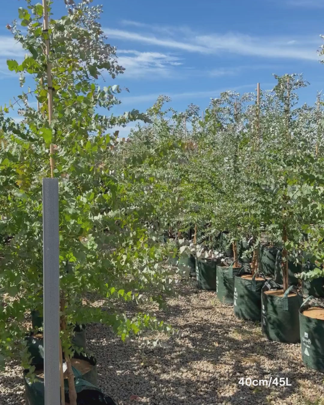 Load video: Eucalyptus crenulata