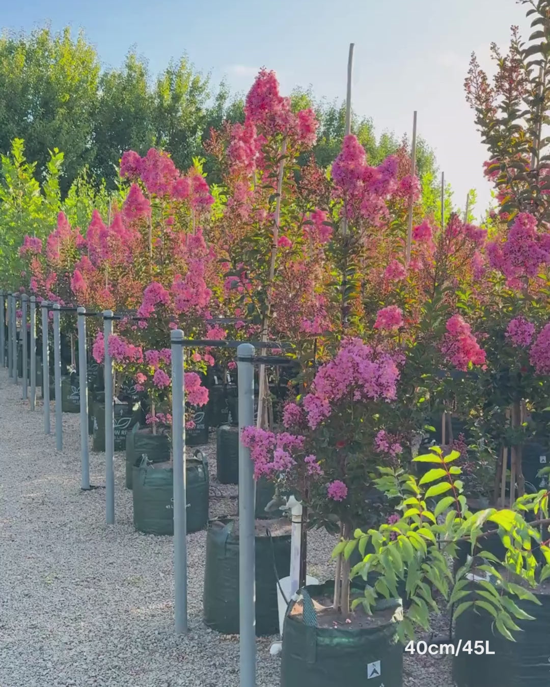 Load video: Lagerstroemia indica 'Sioux' - Fuchsia Pink Crepe Myrtle