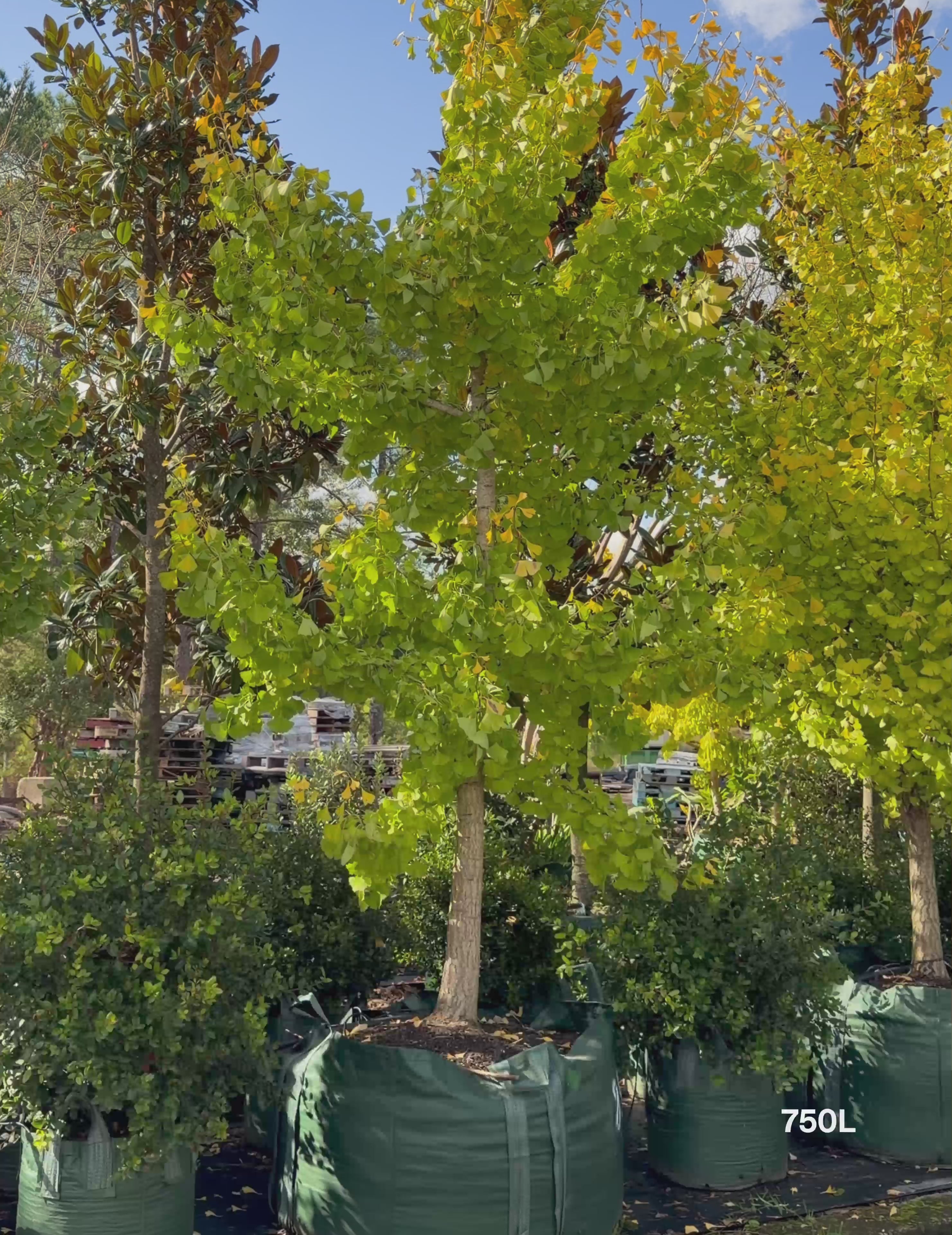 Load video: Ginkgo biloba