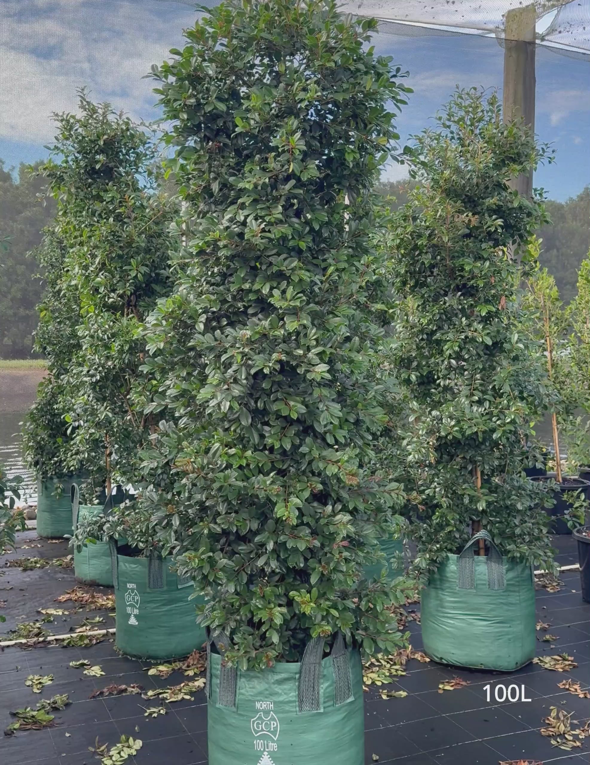 Load video: Syzygium australe ‘Select’ – Select Lilly Pilly