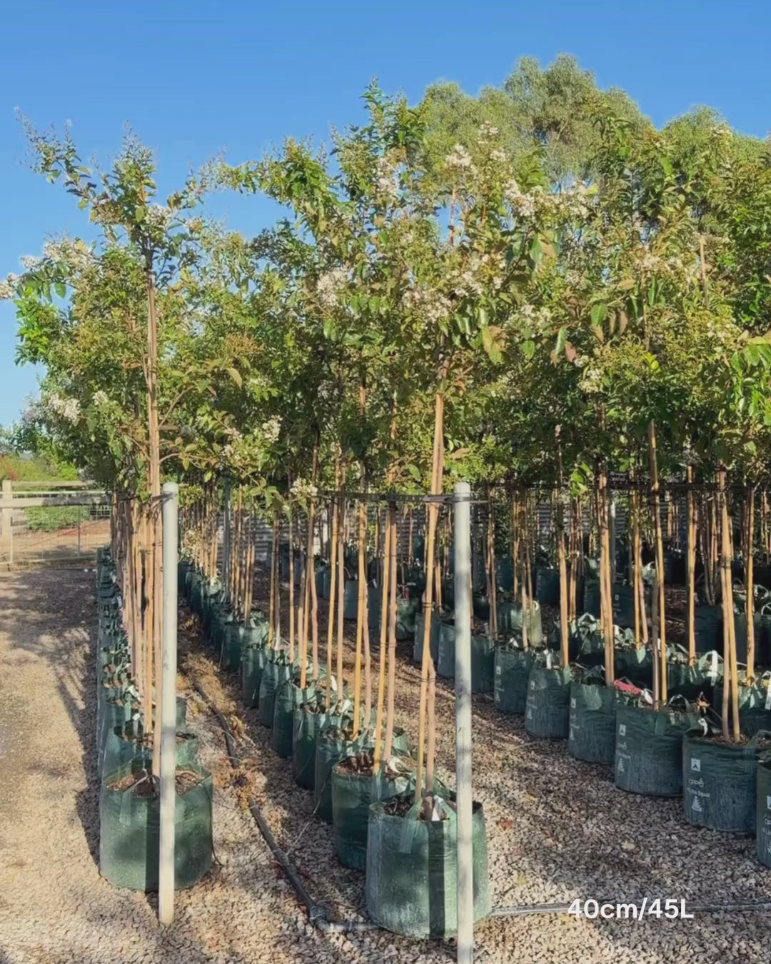Load video: Lagerstroemia indica 'Natchez' (White) - Crepe Myrtle