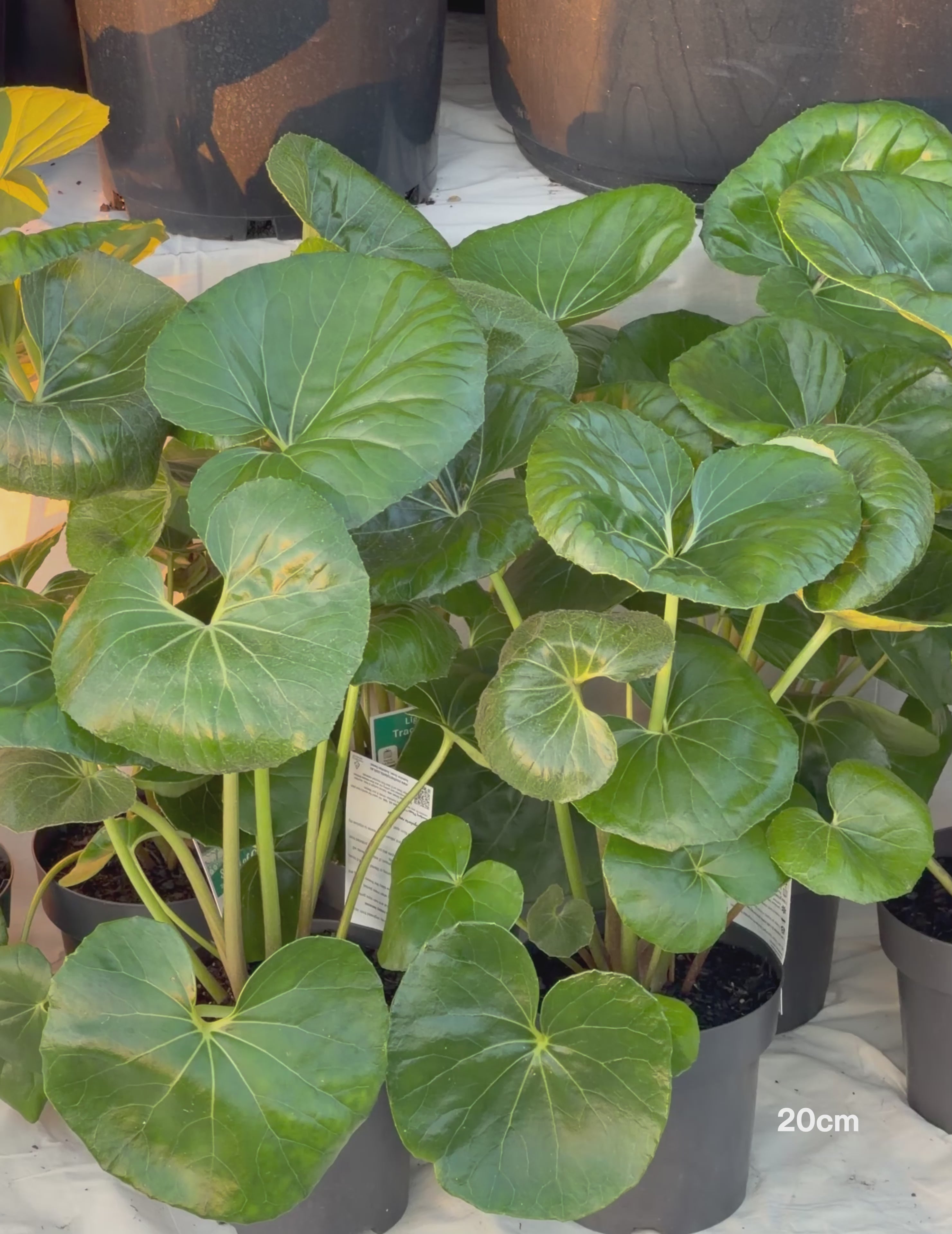 Load video: Ligularia Reniformis