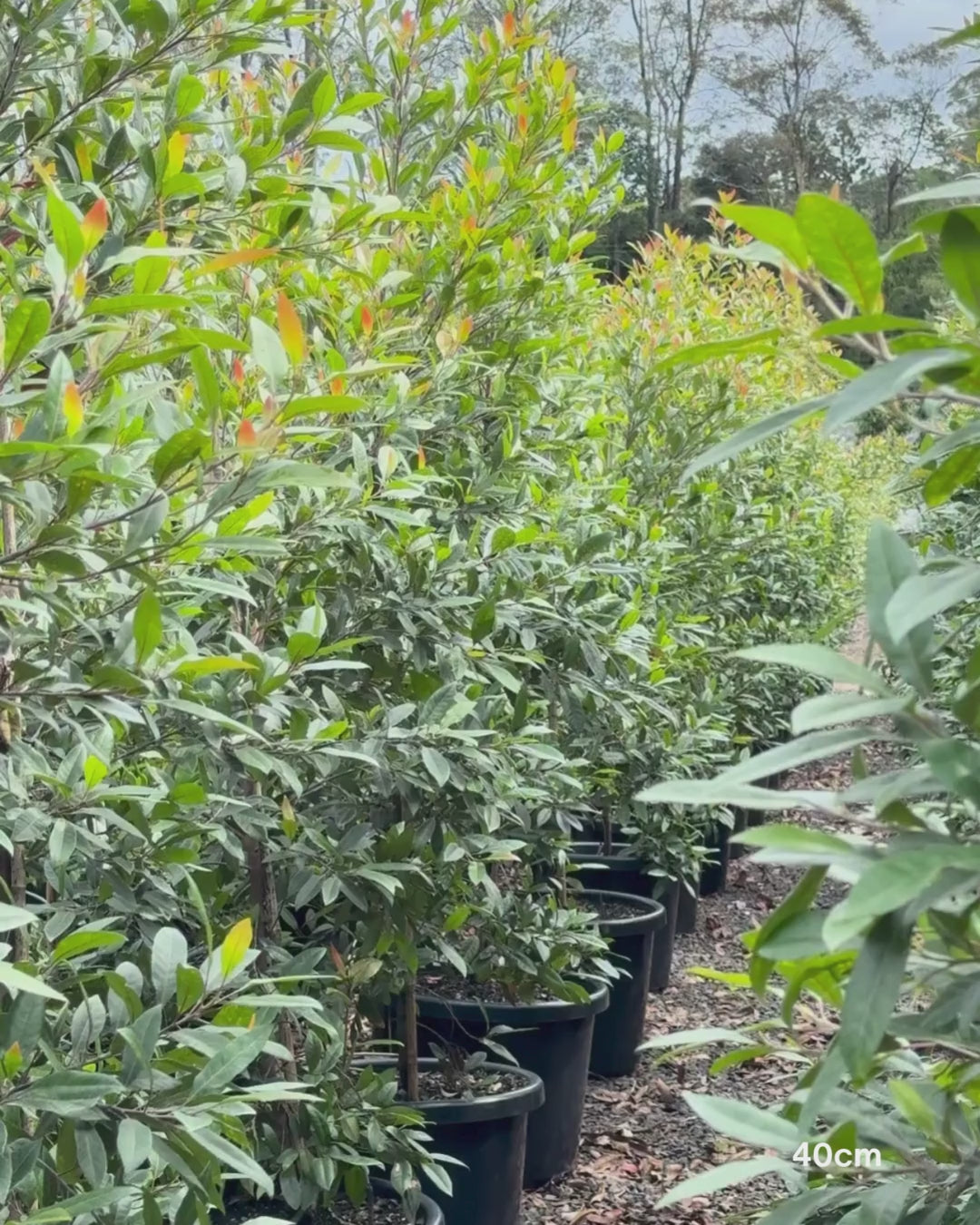 Load video: Elaeocarpus reticulatus -Blueberry Ash