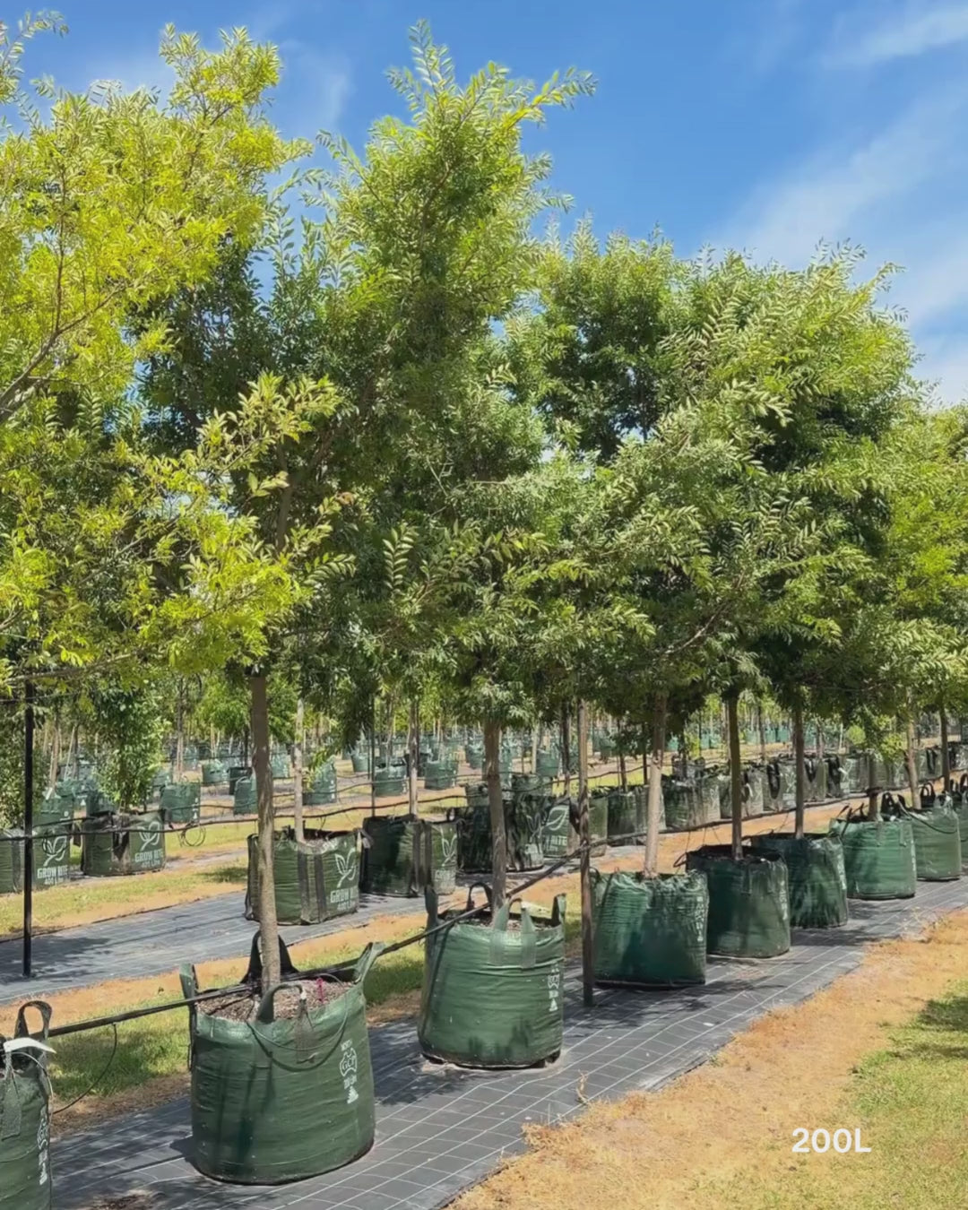 Load video: Ulmus parvifolia ‘Reflection’ – Reflecting Elm