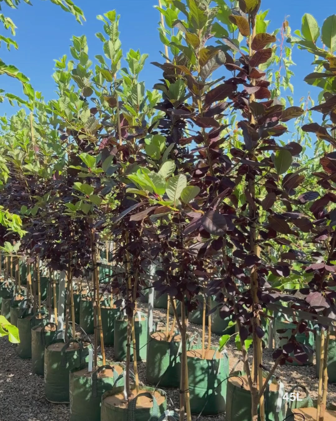 Load video: Prunus virginiana ‘Purple Jewel’ – Purple Jewel Chokecherry
