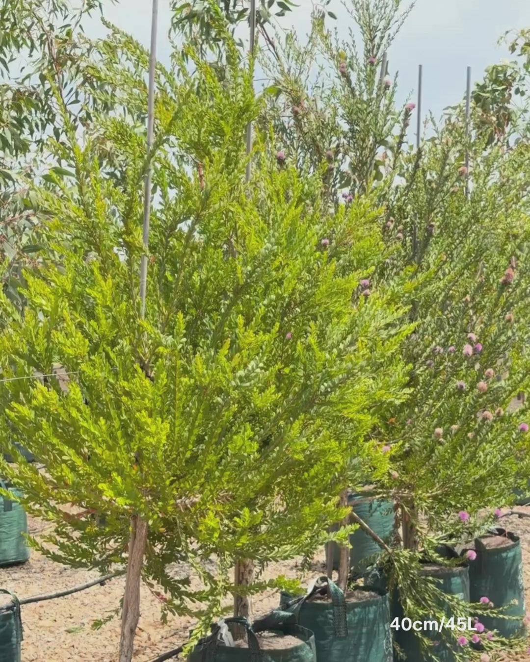 Load video: Melaleuca Nesophila