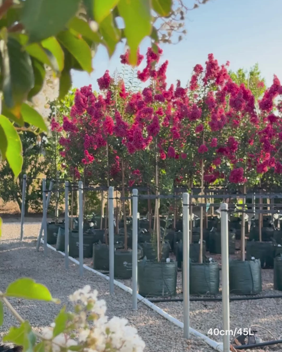 Load video: Lagerstroemia indica 'Tuscarora' - Dark Pink Crepe Myrtle