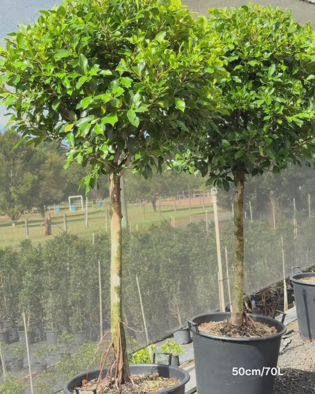 Load video: Ficus hillii 'Standard'
