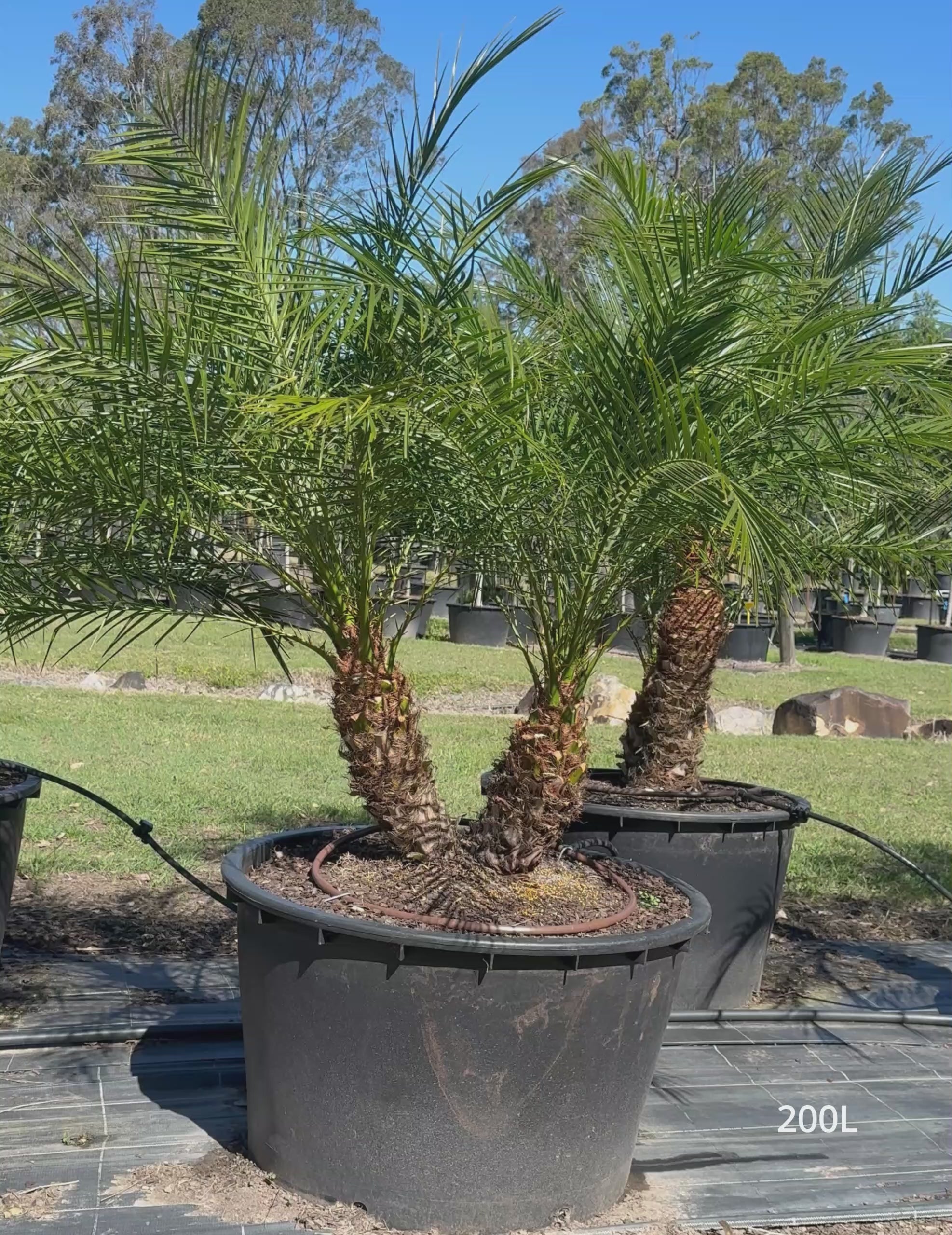 Load video: Phoenix Roebellini (Pygmy Date Palm)