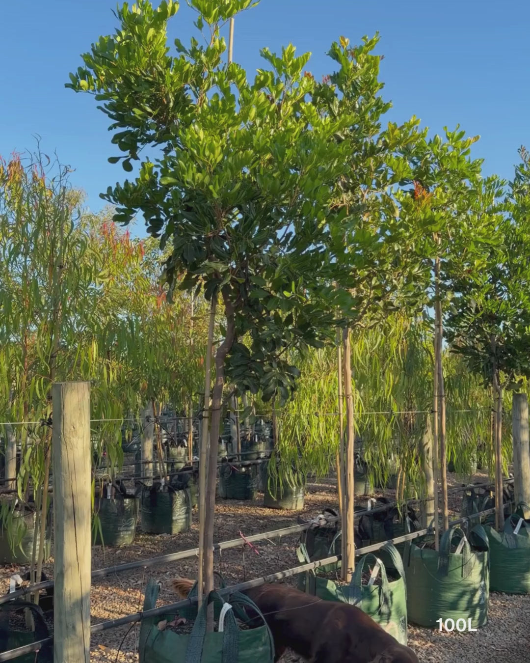 Load video: Cupaniopsis anacardioides - Tuckeroo Tree