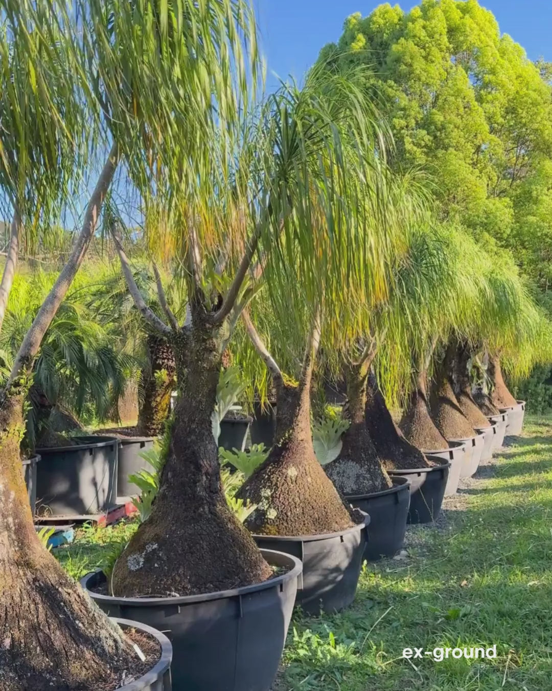Load video: Beaucarnea recurvata - Ponytail palm