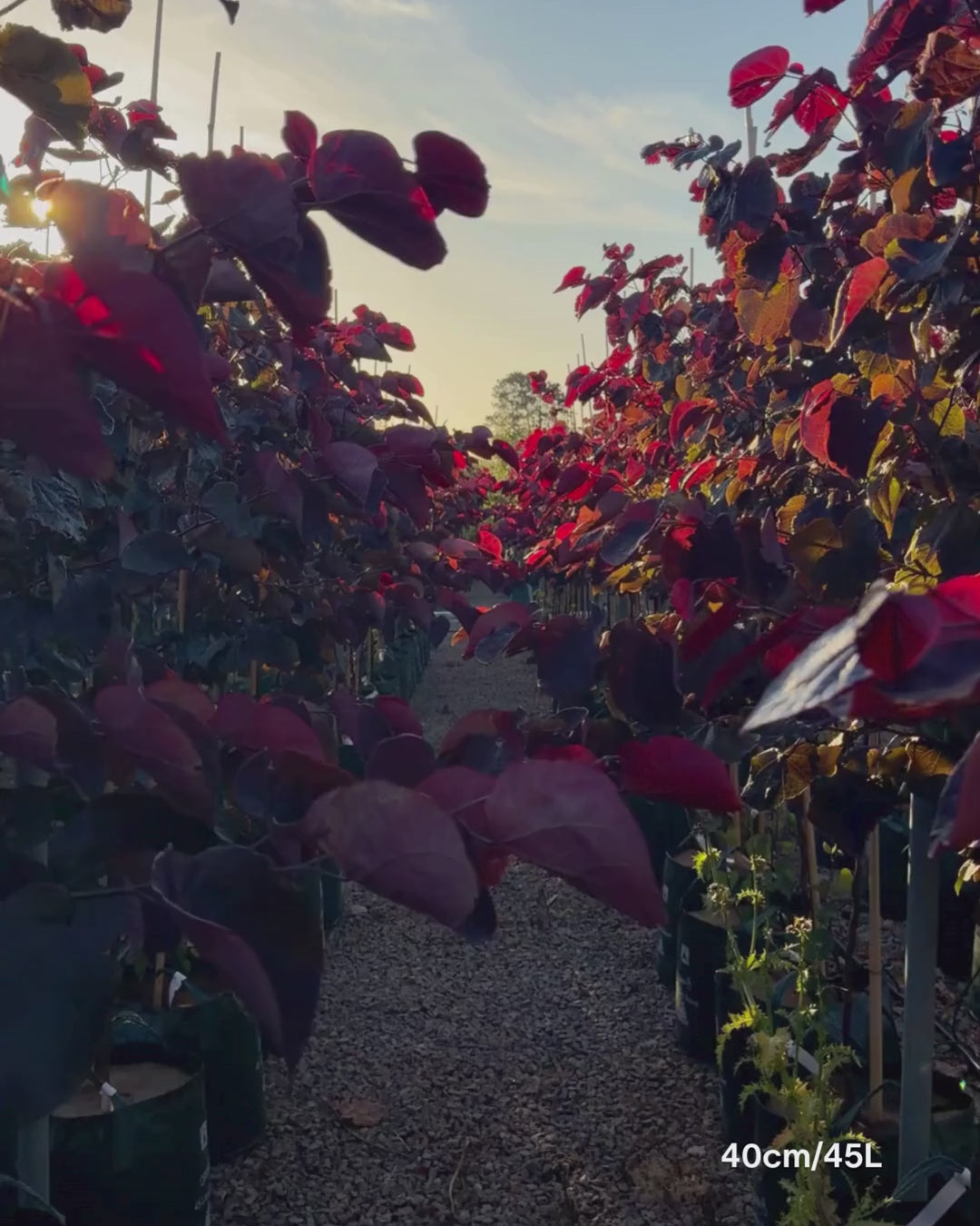 Load video: Cercis canadensis 'Forest Pansy'