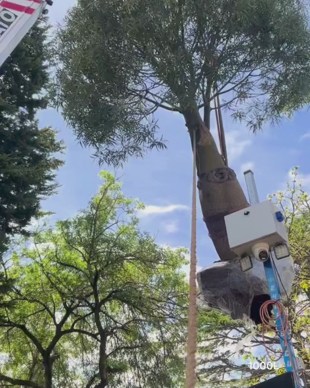 Load video: Brachychiton populneus - Bottle Tree