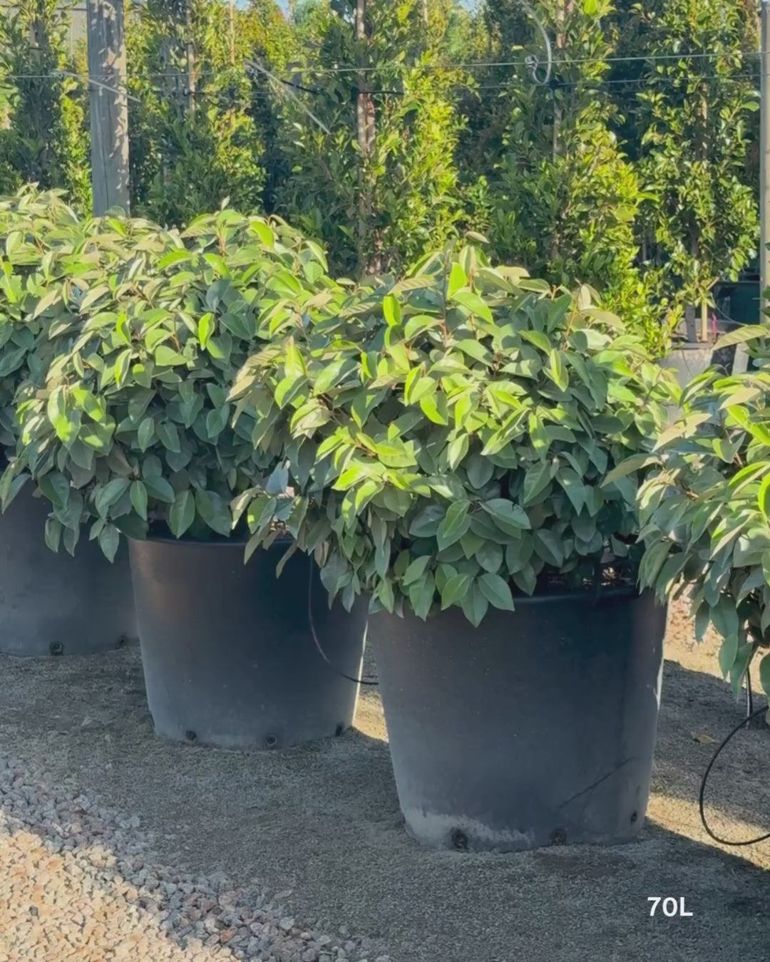 Load video: Elaeagnus × ebbingei balls