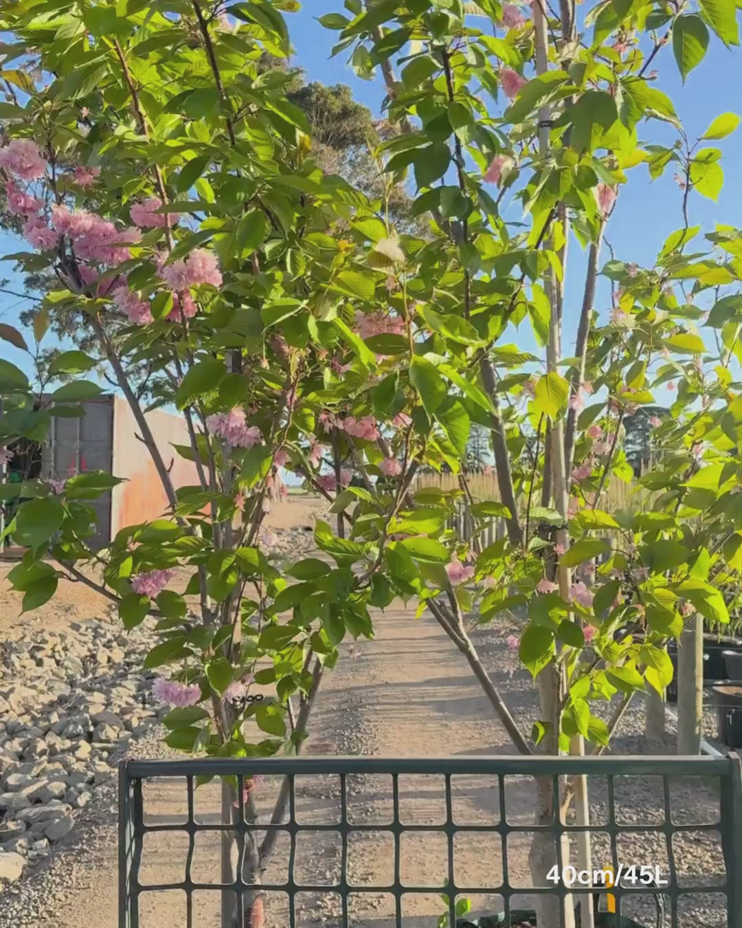 Load video: Prunus serrulata 'Kanzan'