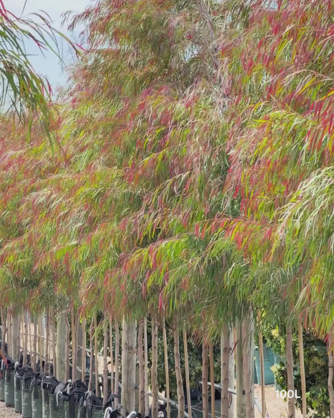 Load video: Agonis flexuosa 'Burgundy' - Burgundy Willow Myrtle