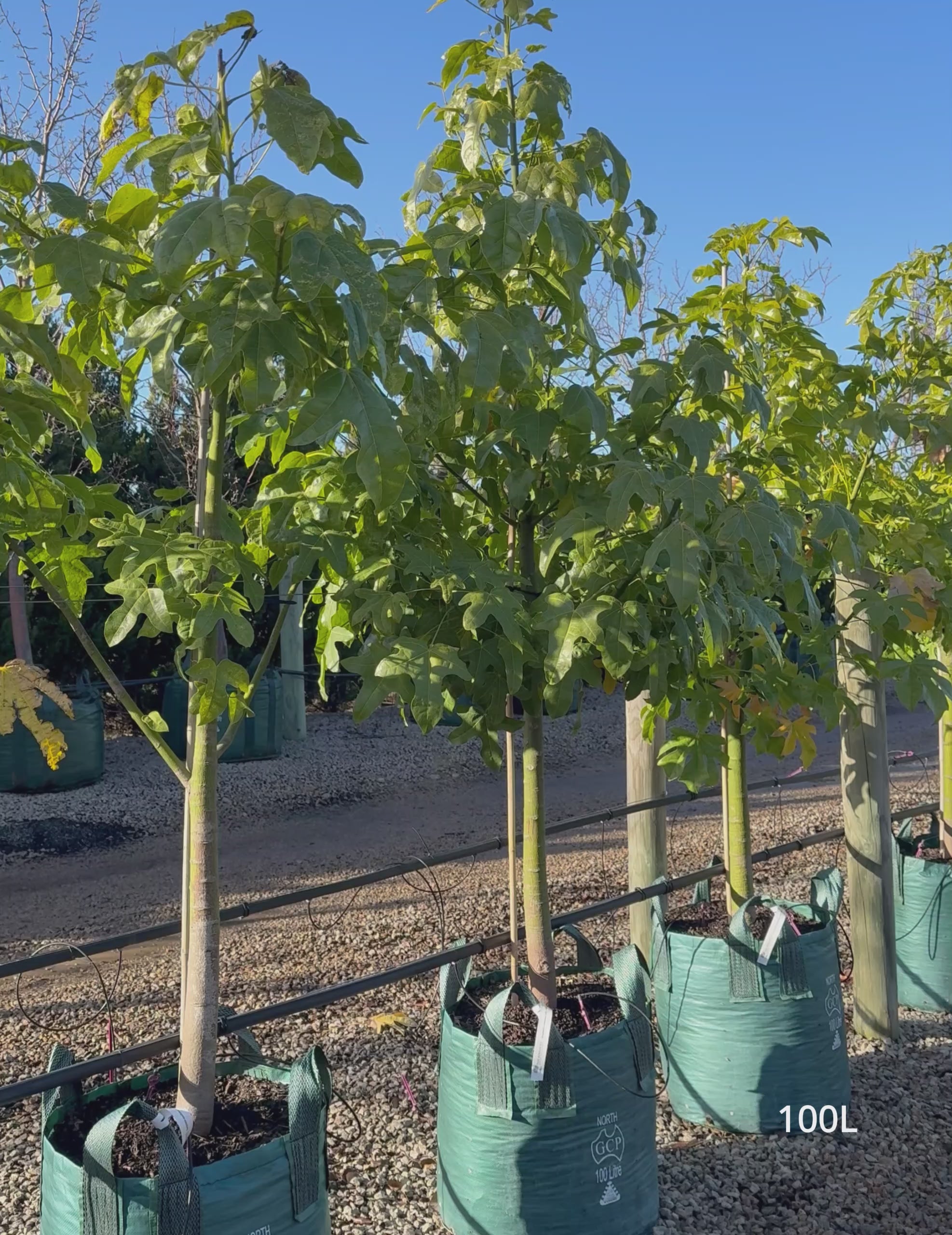 Load video: Brachychiton acerifolius (Illawarra Flame Tree)