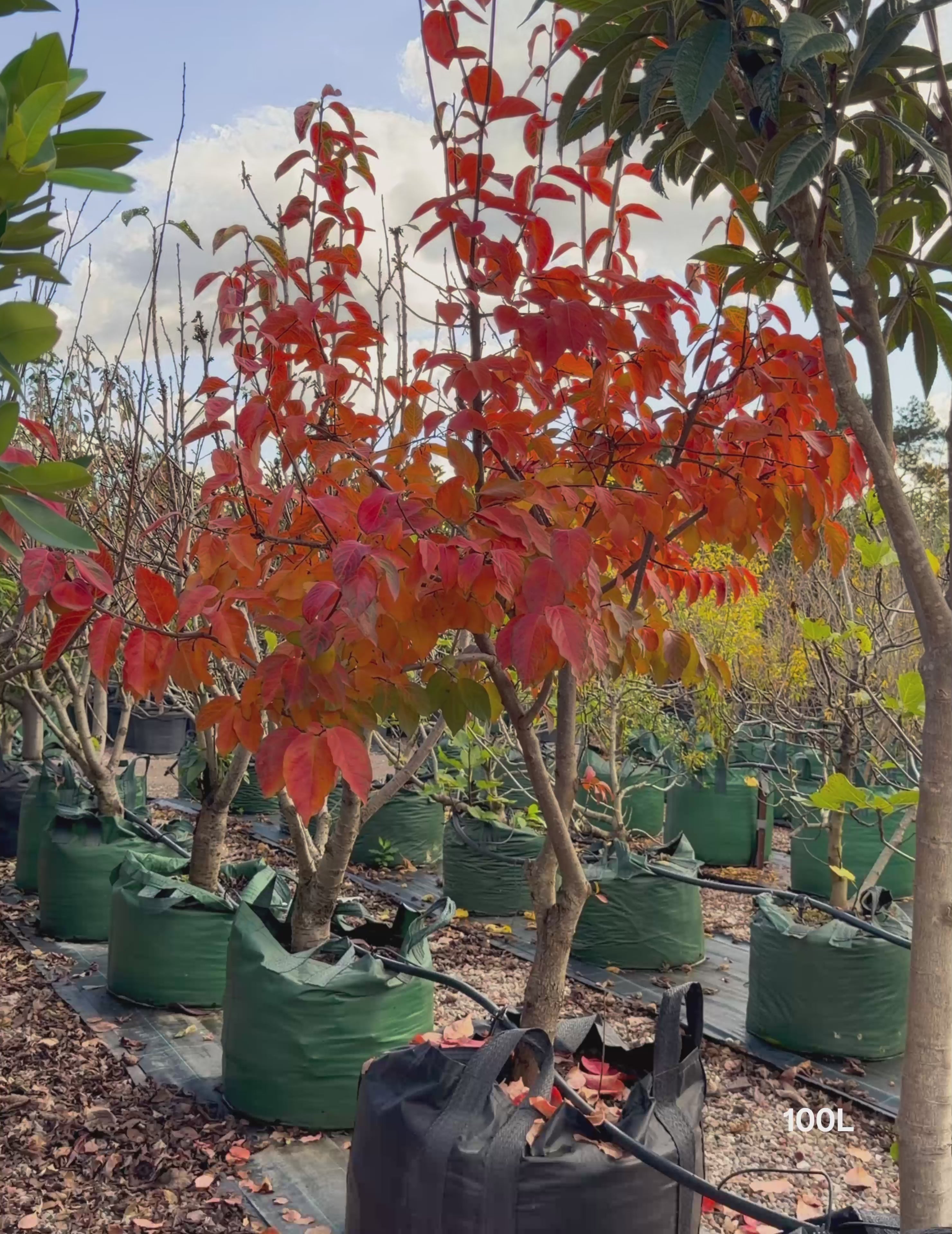 Load video: Diospyros kaki – Persimmon Tree