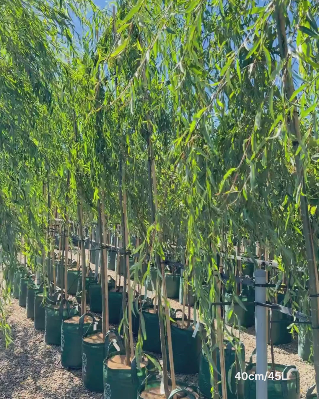 Load video: Salix babylonica - Weeping Willow