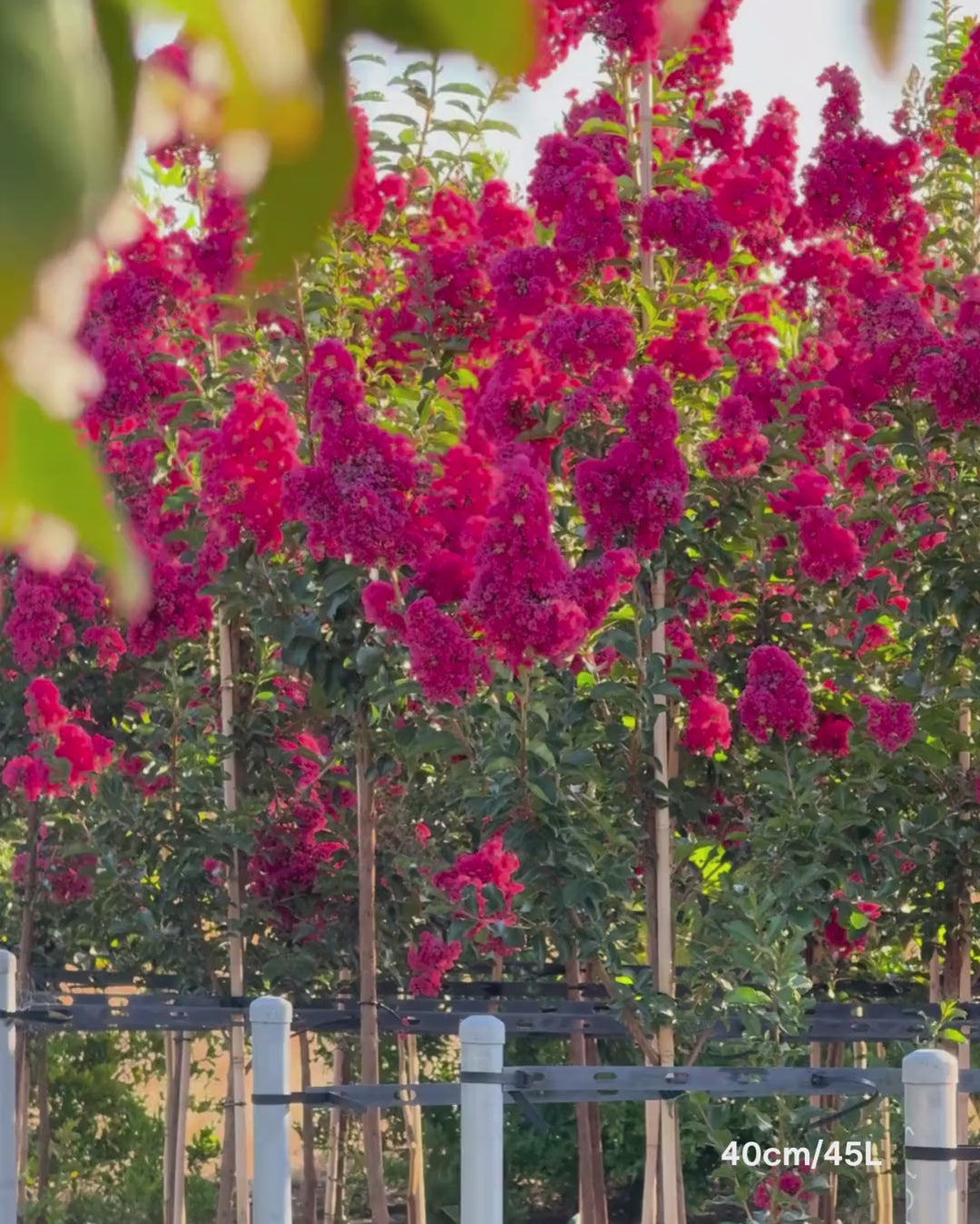 Load video: Lagerstroemia indica 'Tuscarora' - Dark Pink Crepe Myrtle
