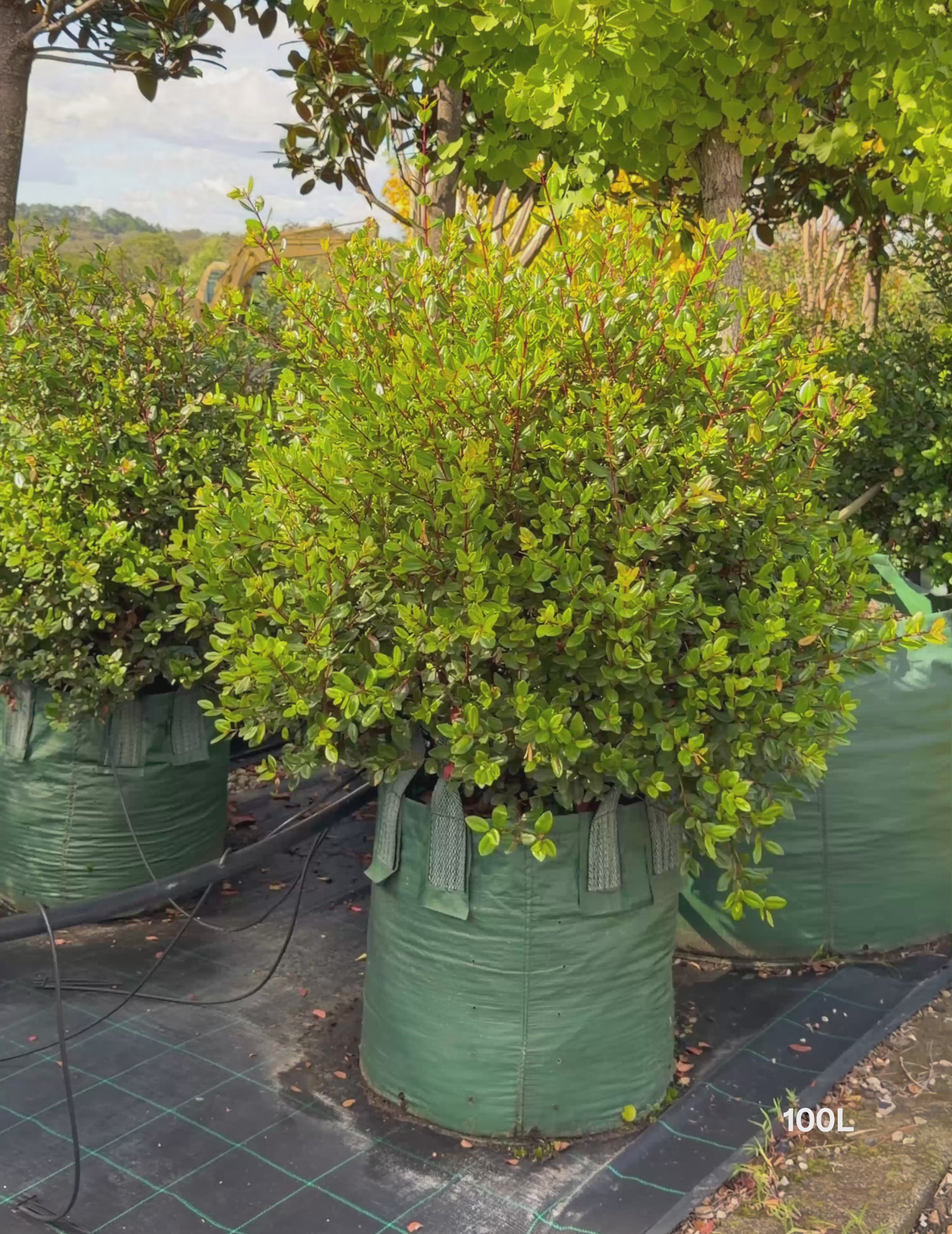 Load video: Metrosideros excelsa Topiary Balls