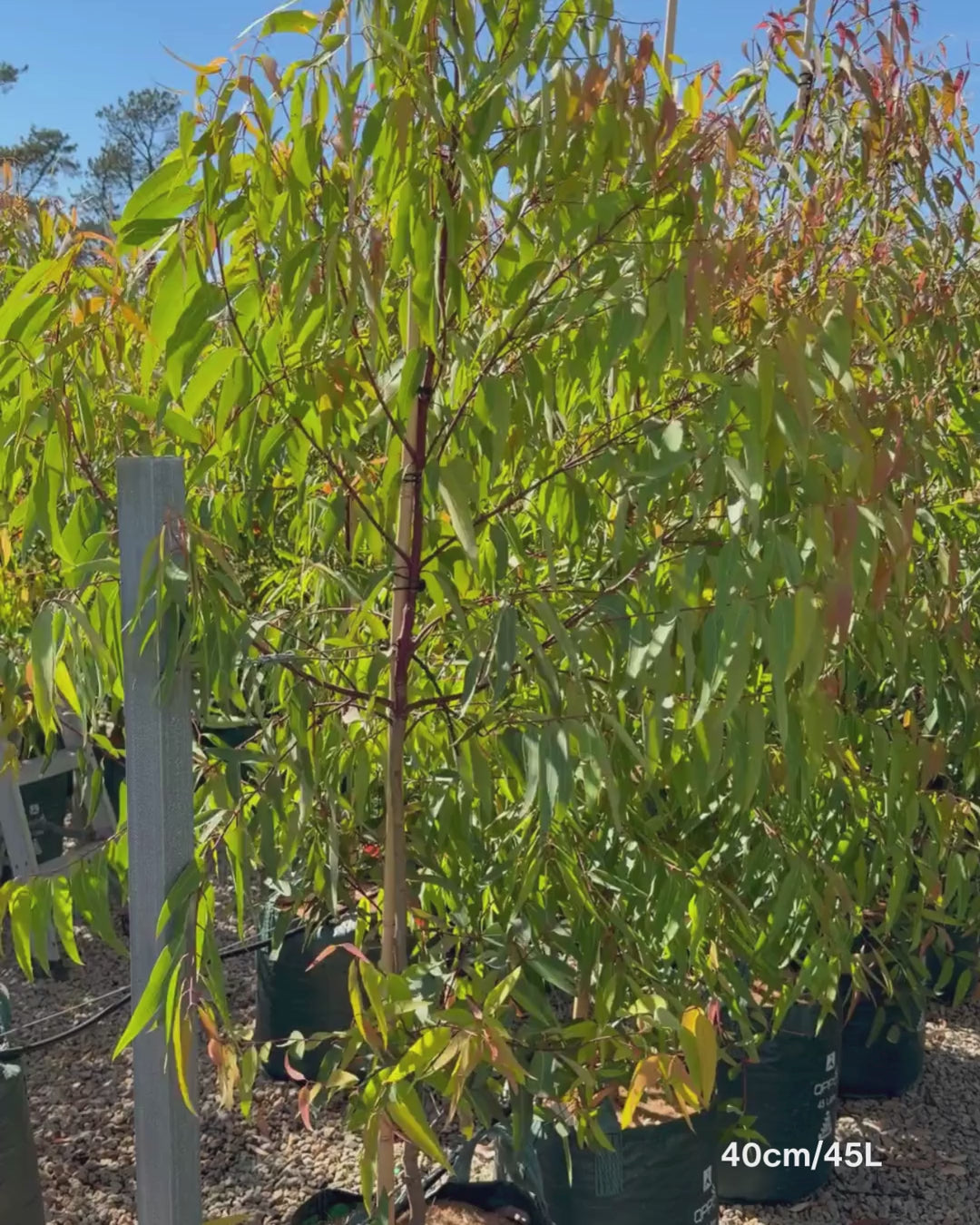 Load video: Angophora costata - Sydney Red Gum