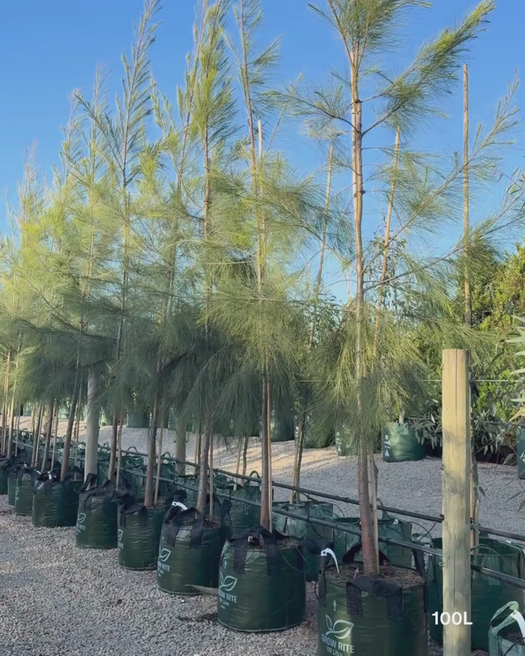 Load video: Casuarina cunninghamiana - River Sheoak
