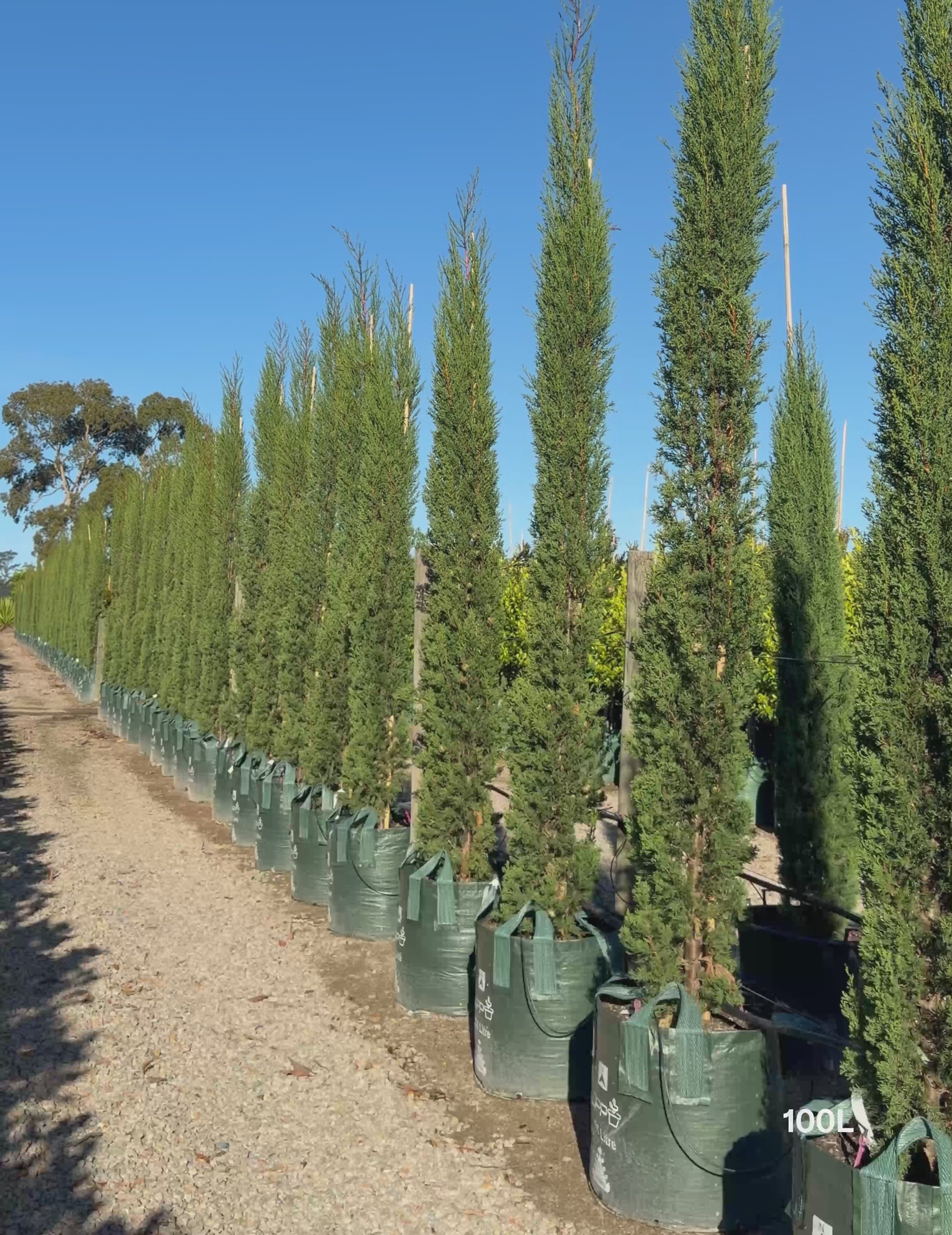 Load video: Cupressus sempervirens 'Glauca' Pencil Pine
