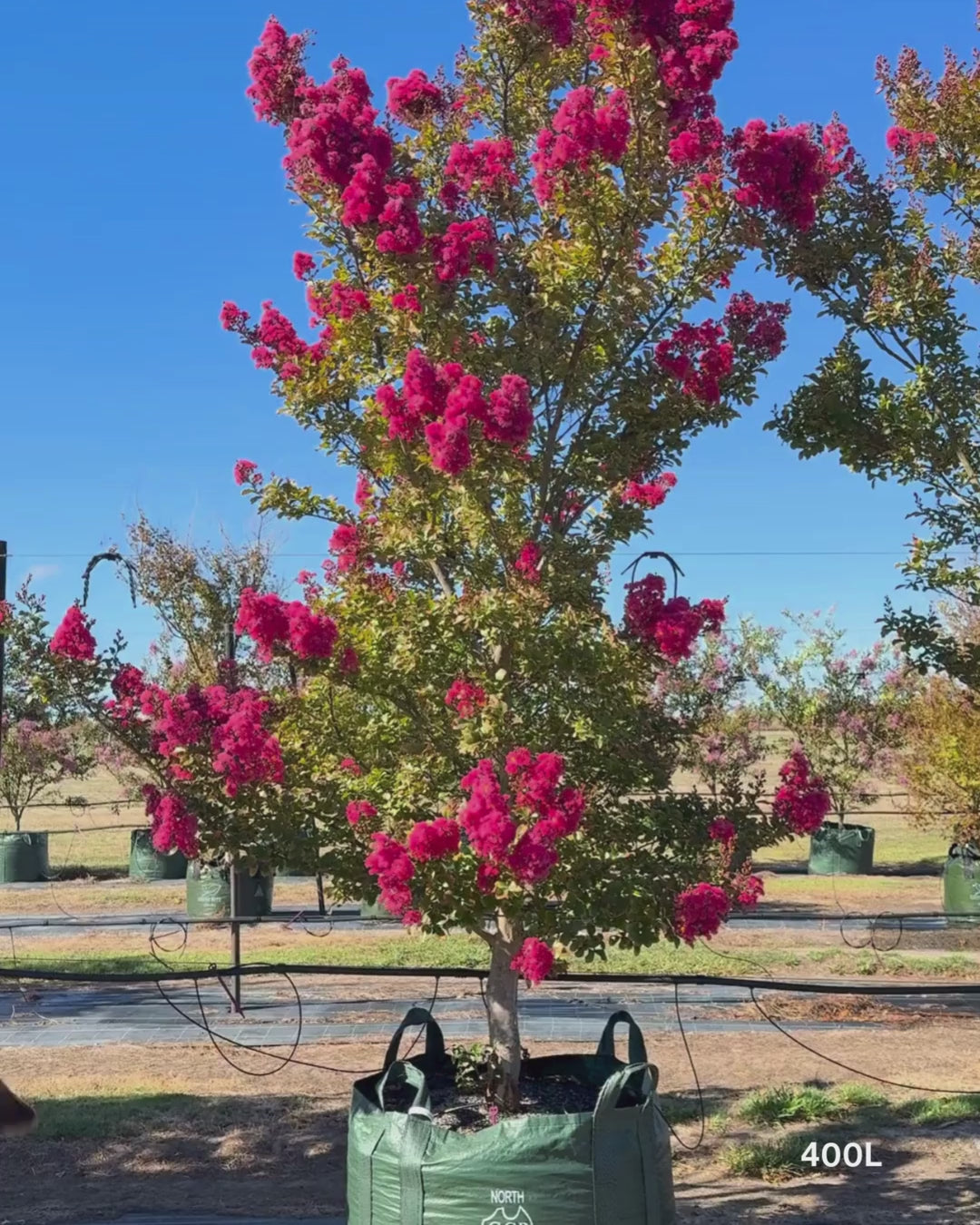Load video: Lagerstroemia indica 'Tuscarora' - Dark Pink Crepe Myrtle