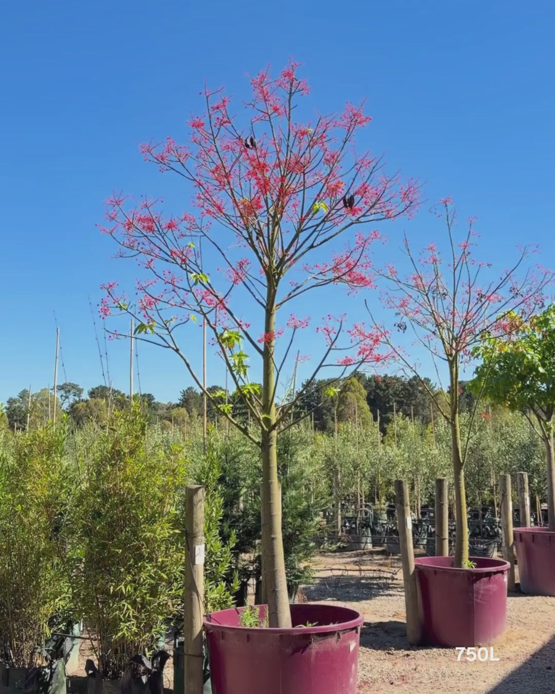 Load video: Brachychiton acerifolius (Illawarra Flame Tree)