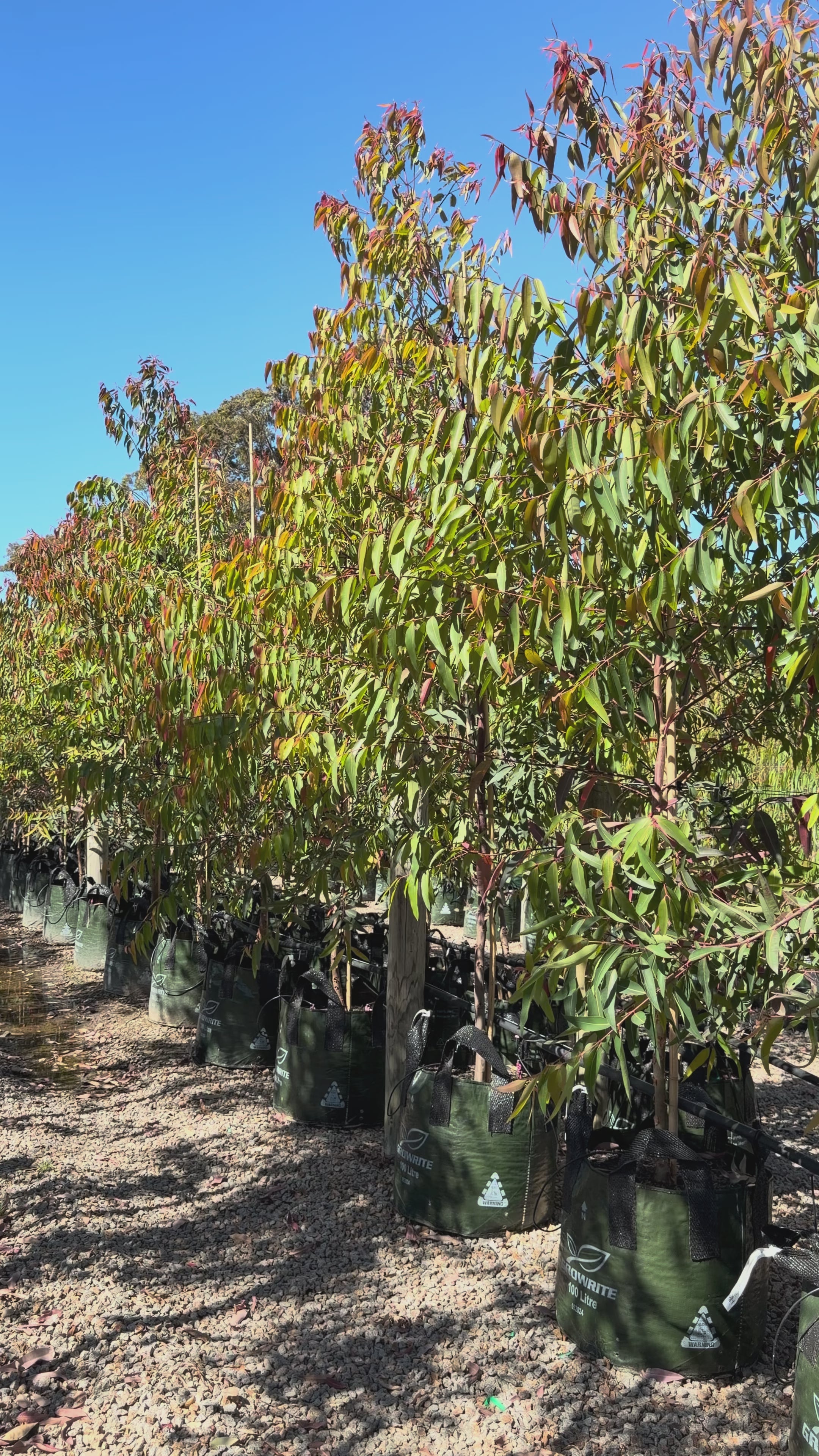 Load video: Angophora costata - Sydney Red Gum
