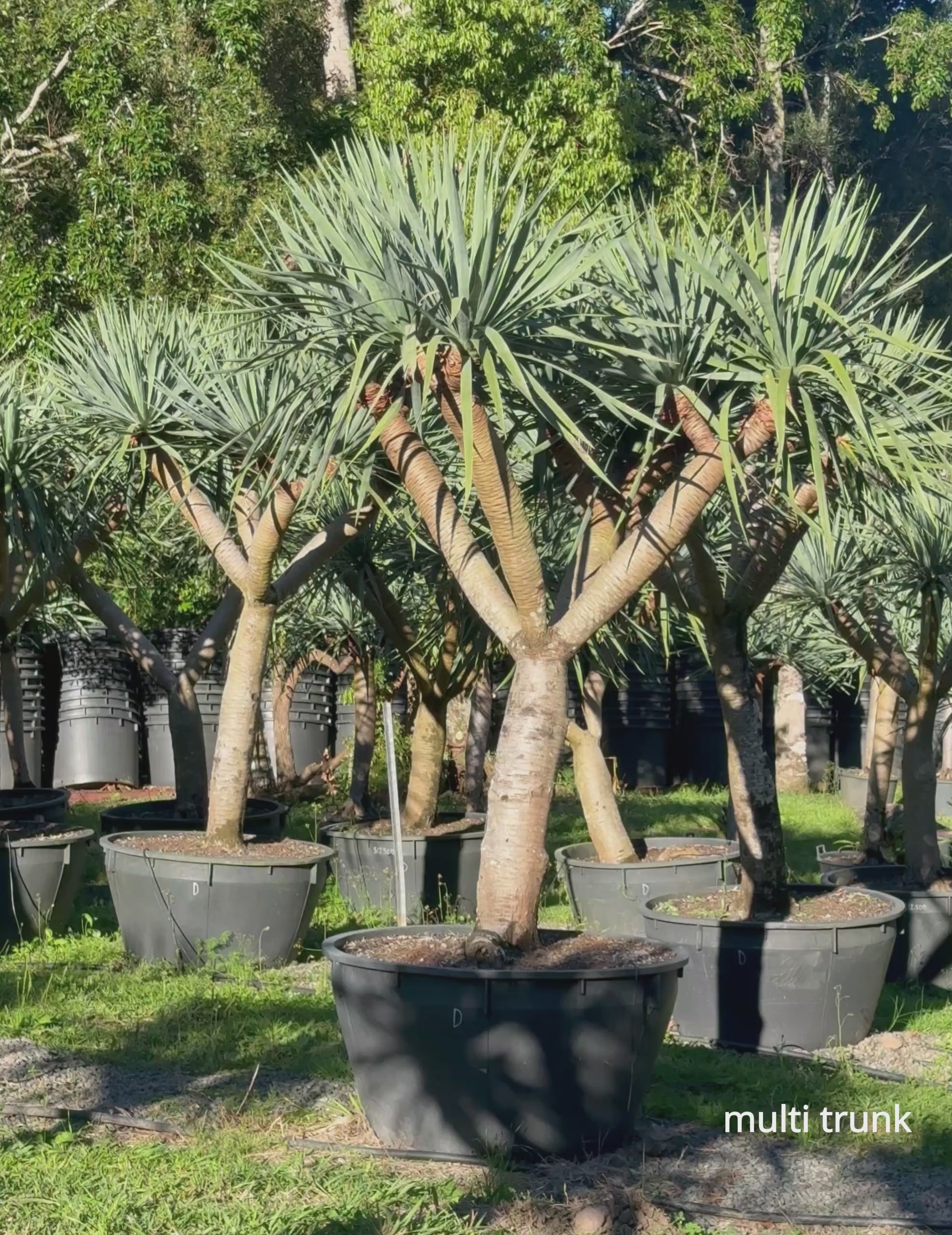 Load video: Dracaena draco – Dragon Tree