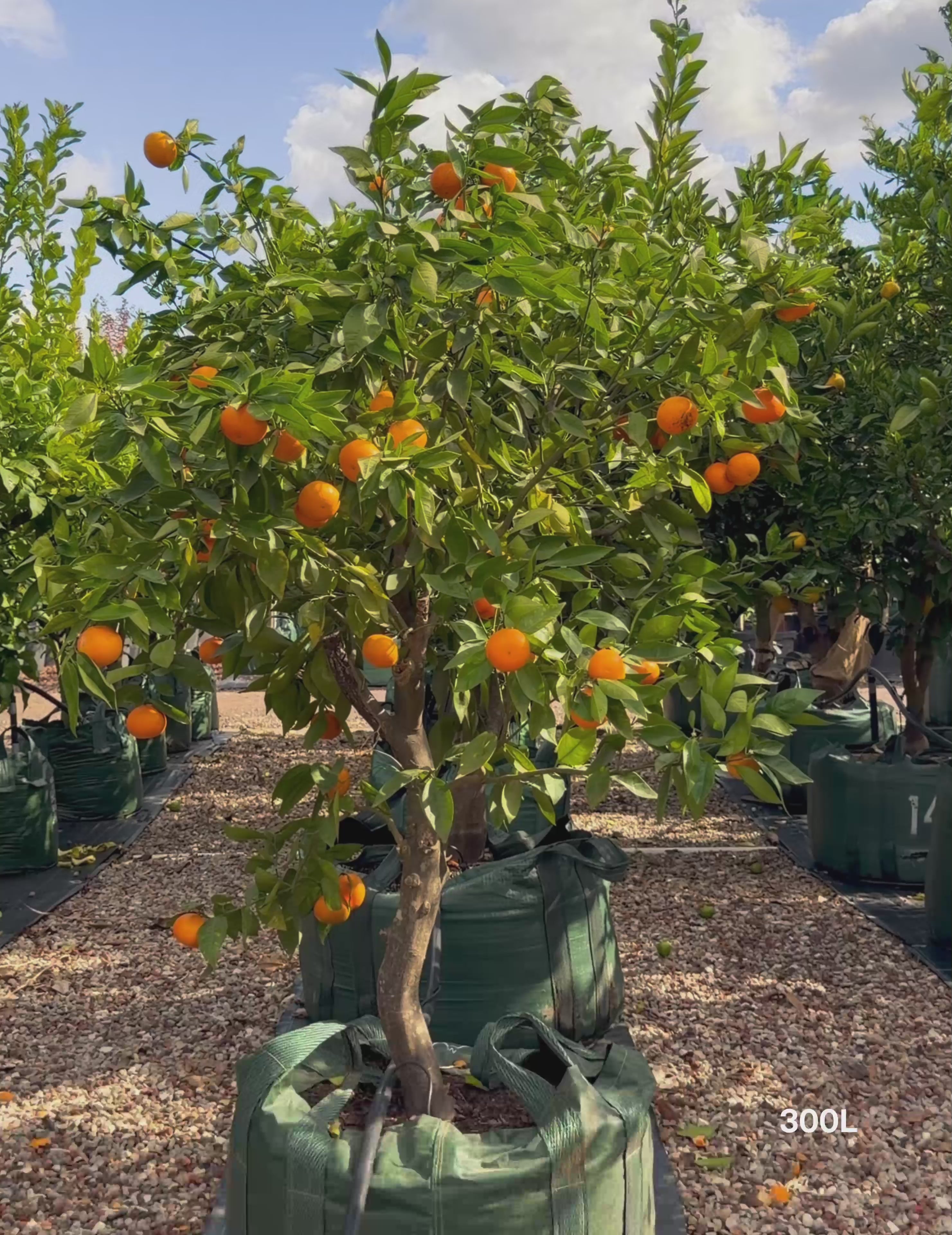 Load video: Citrus reticulata ‘Clementine’ – Clementine Mandarin Tree