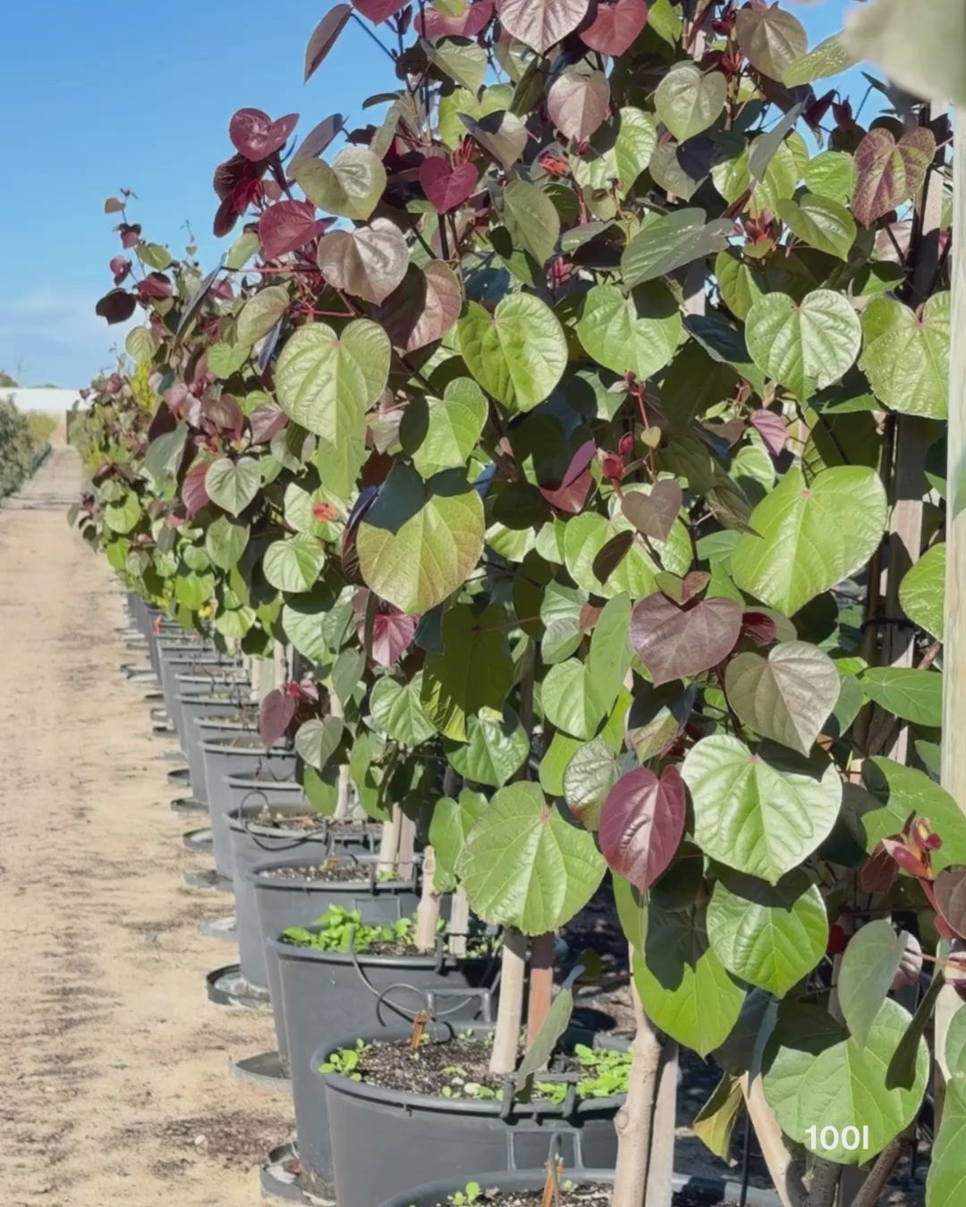 Load video: Hibiscus tiliaceus rubra Cottonwood