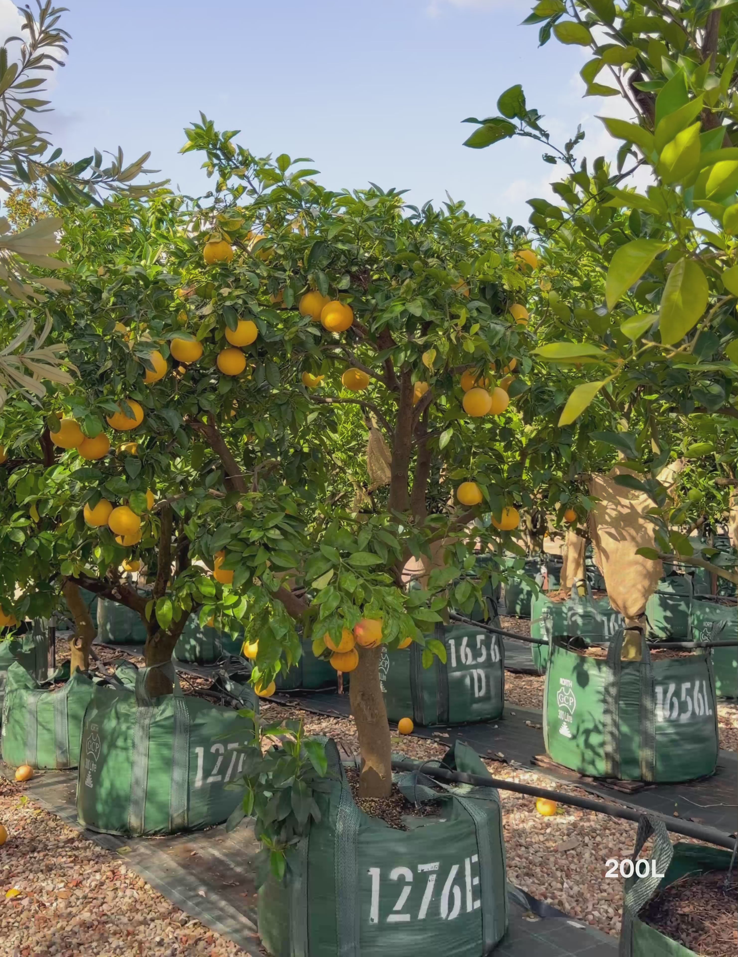 Load video: Citrus sinensis ‘Blood Orange’ – Blood Orange Tree