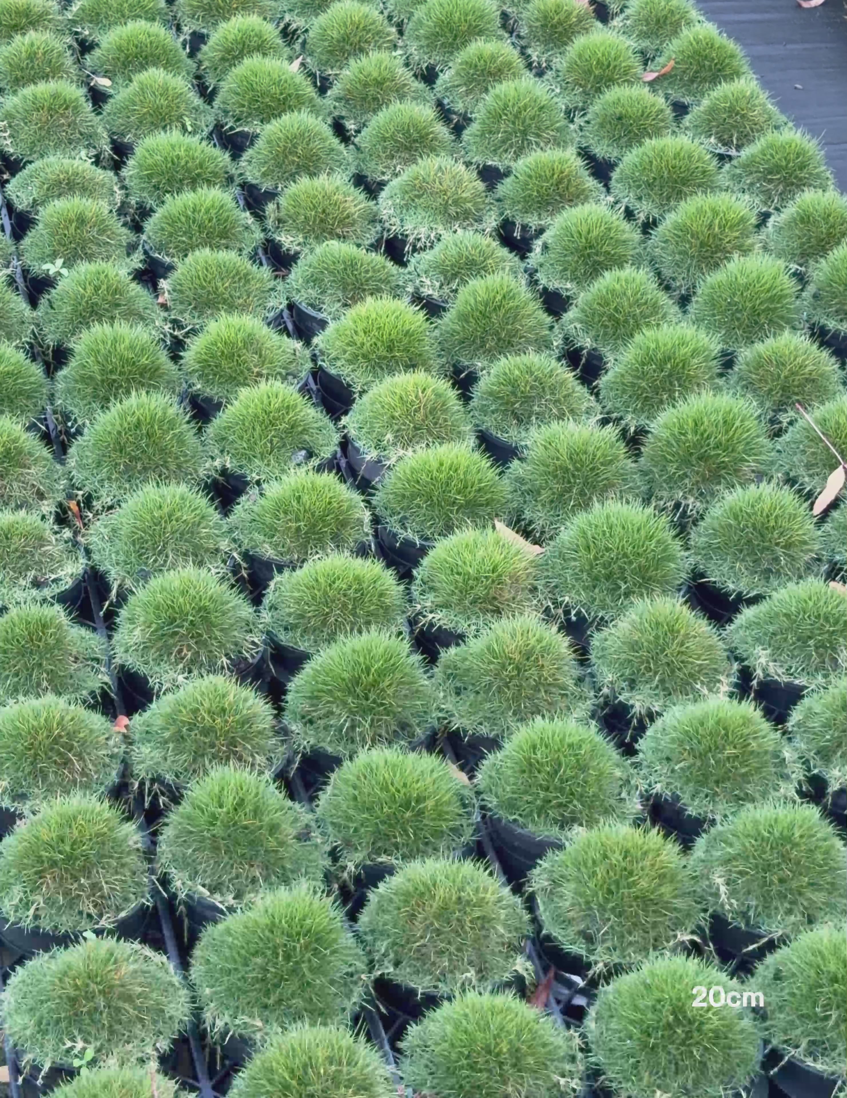Load video: Zoysia tenuifolia ‘No Mow’ – No Mow Zoysia Grass