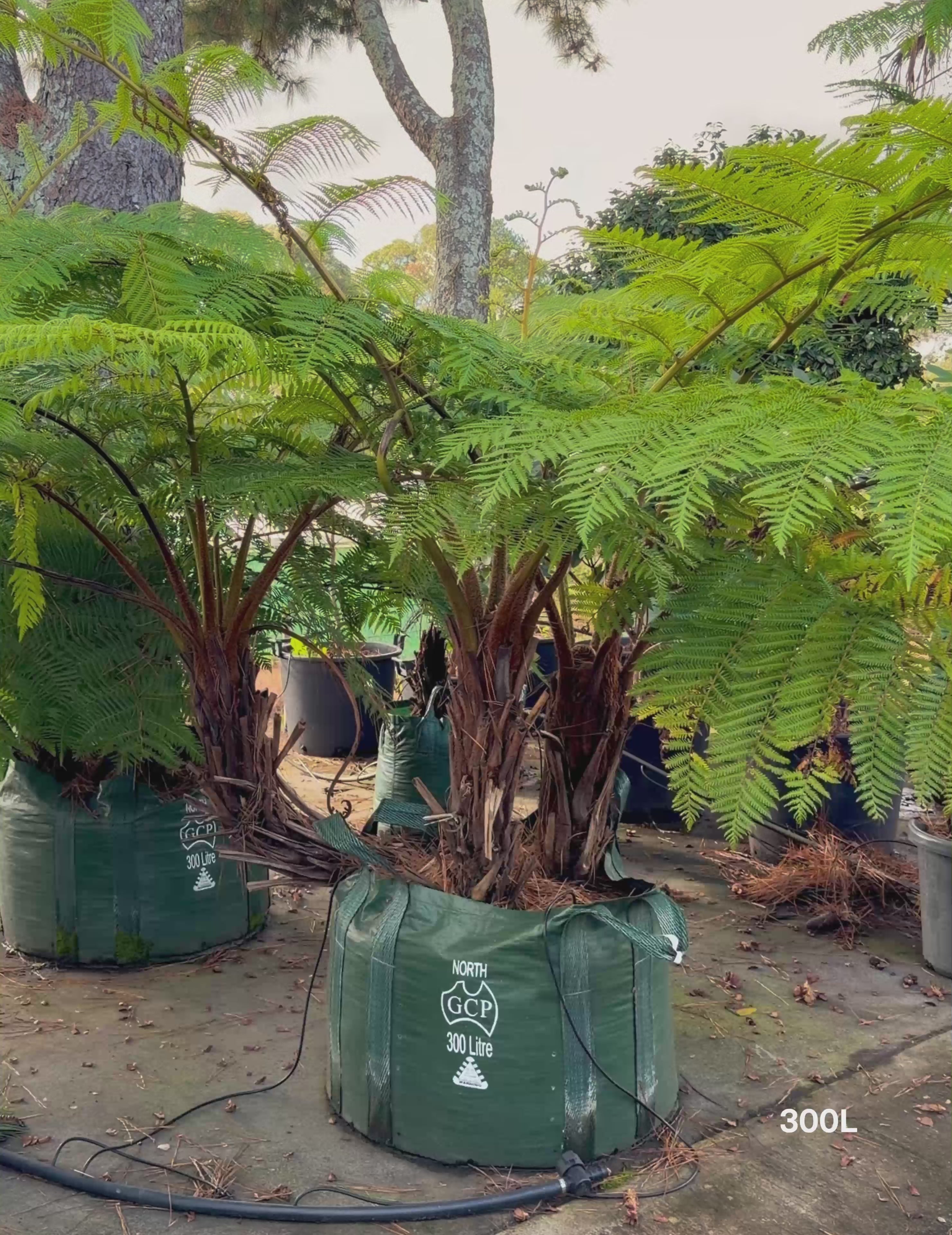 Load video: Cyathea cooperi – Australian Tree Fern