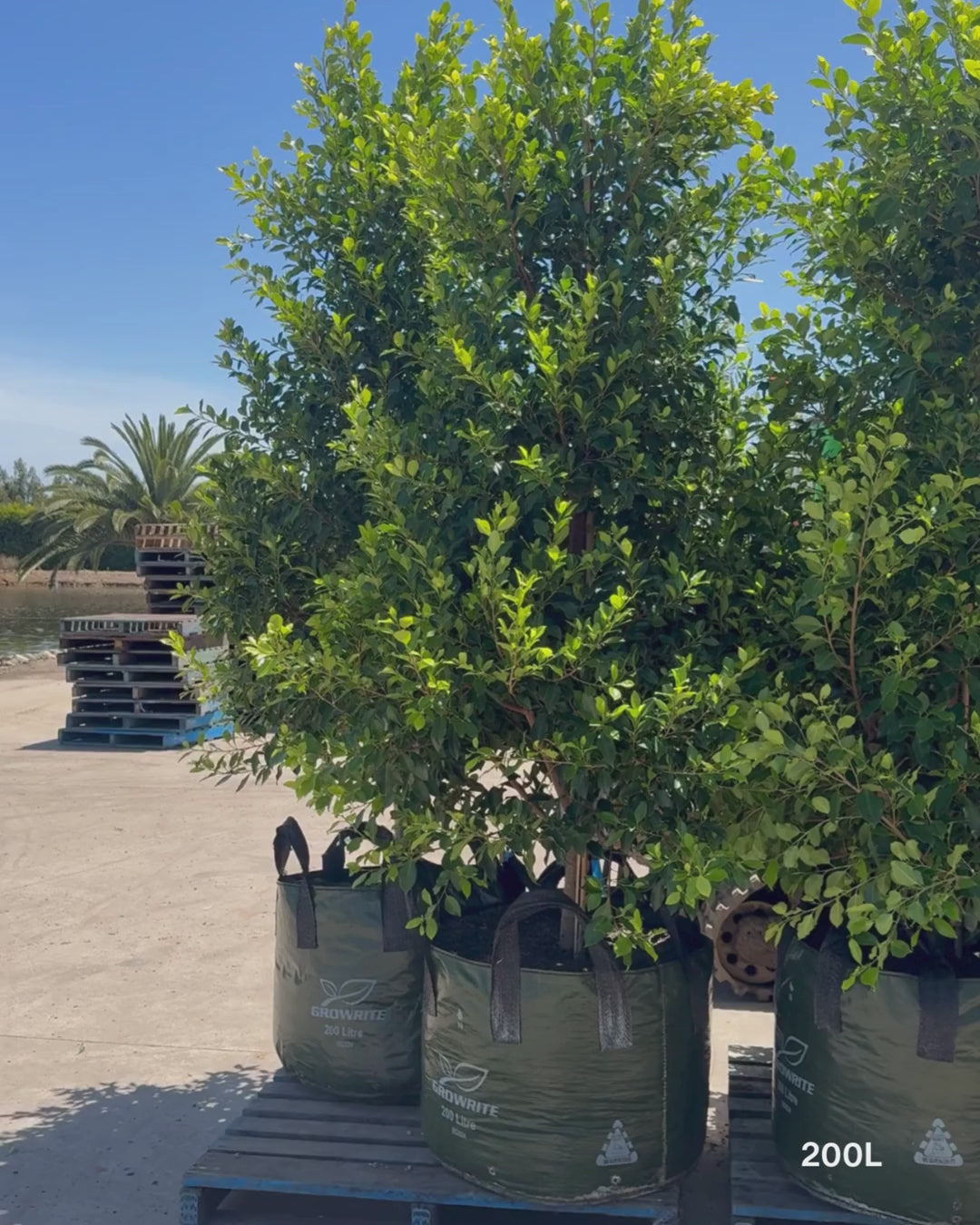 Load video: Ficus Hillii Flash